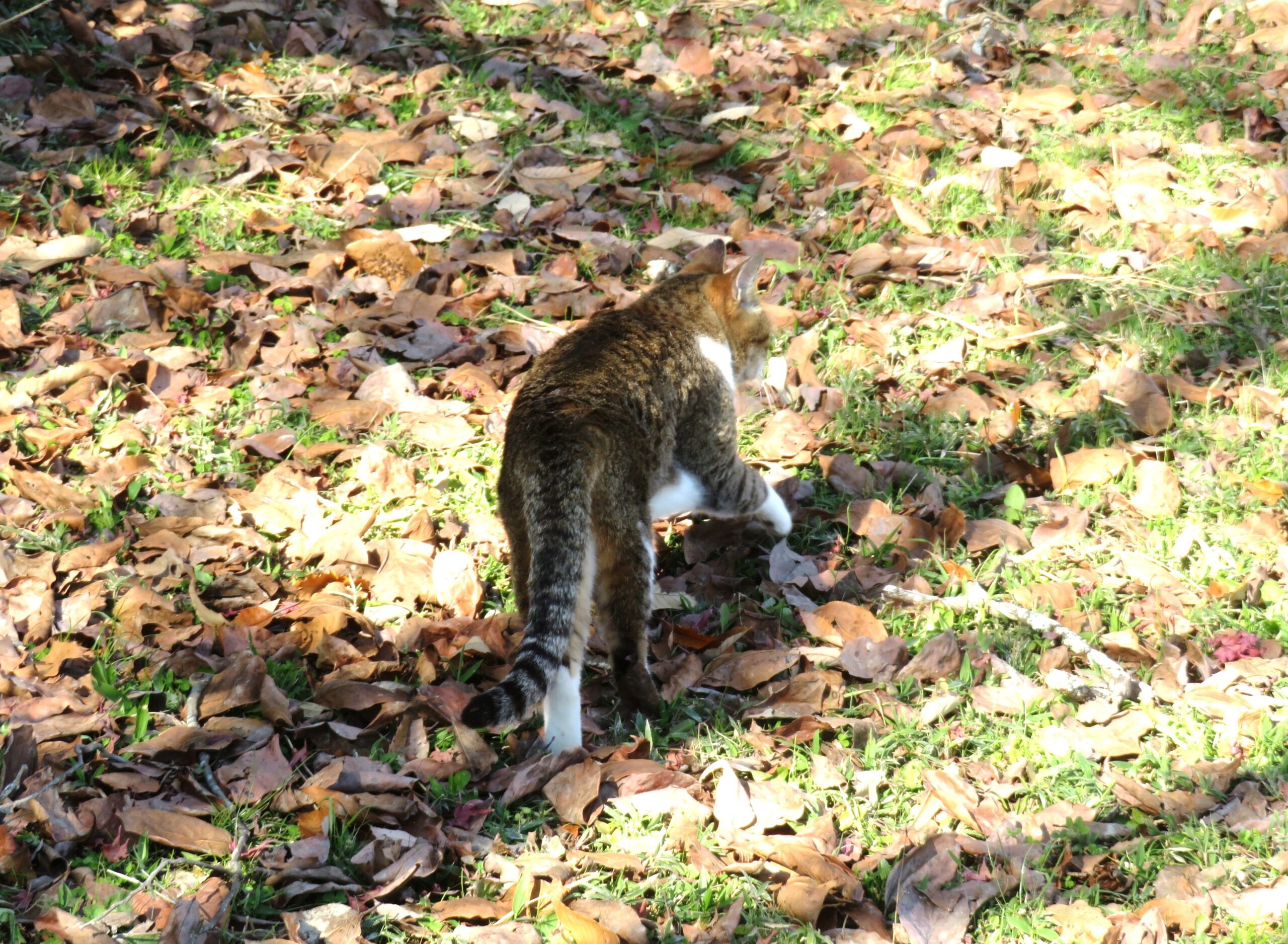 ねこ、風太　巡回