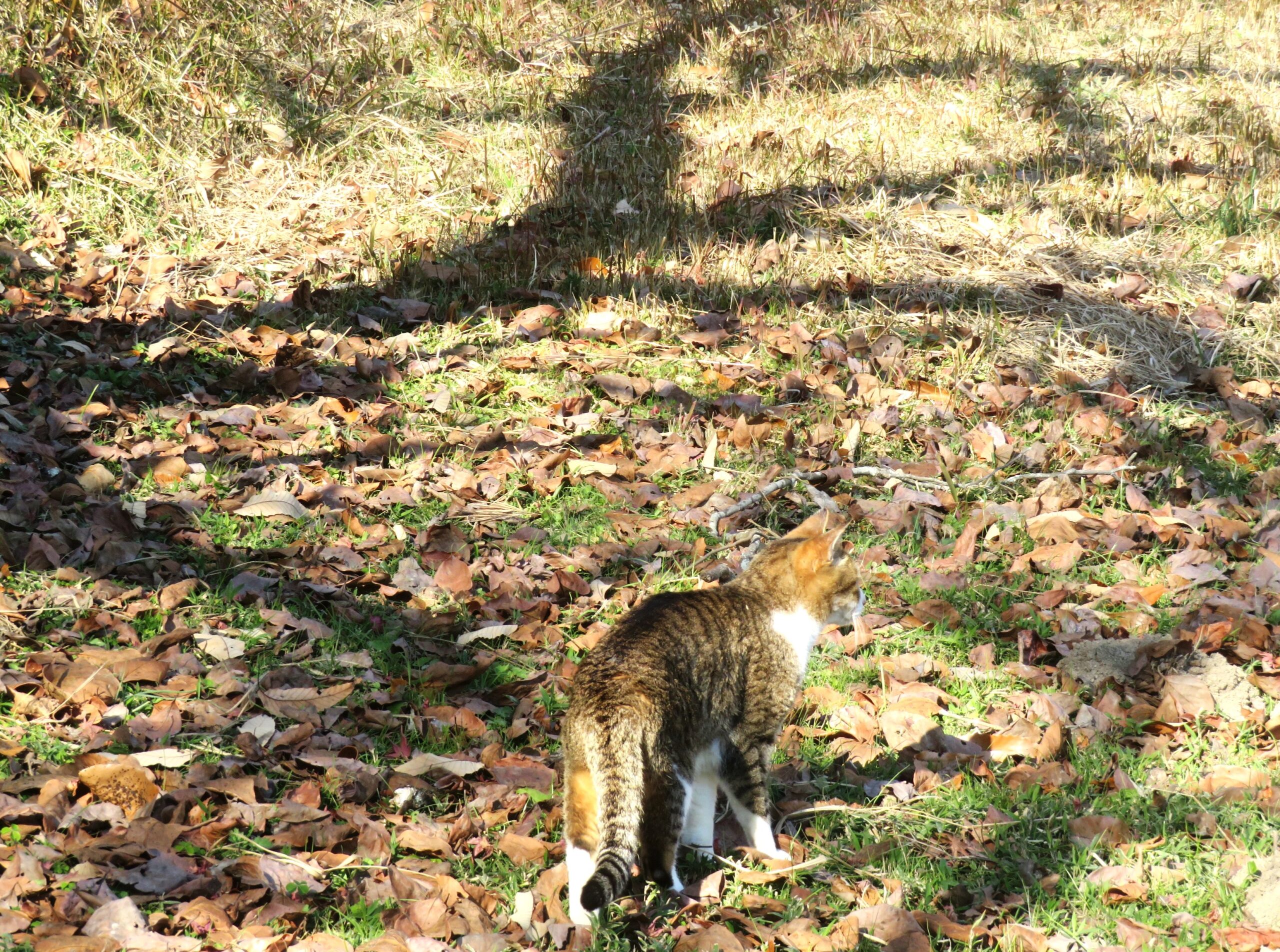 ねこ、風太　巡回