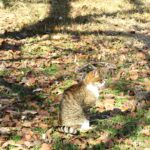 ねこ、風太　巡回