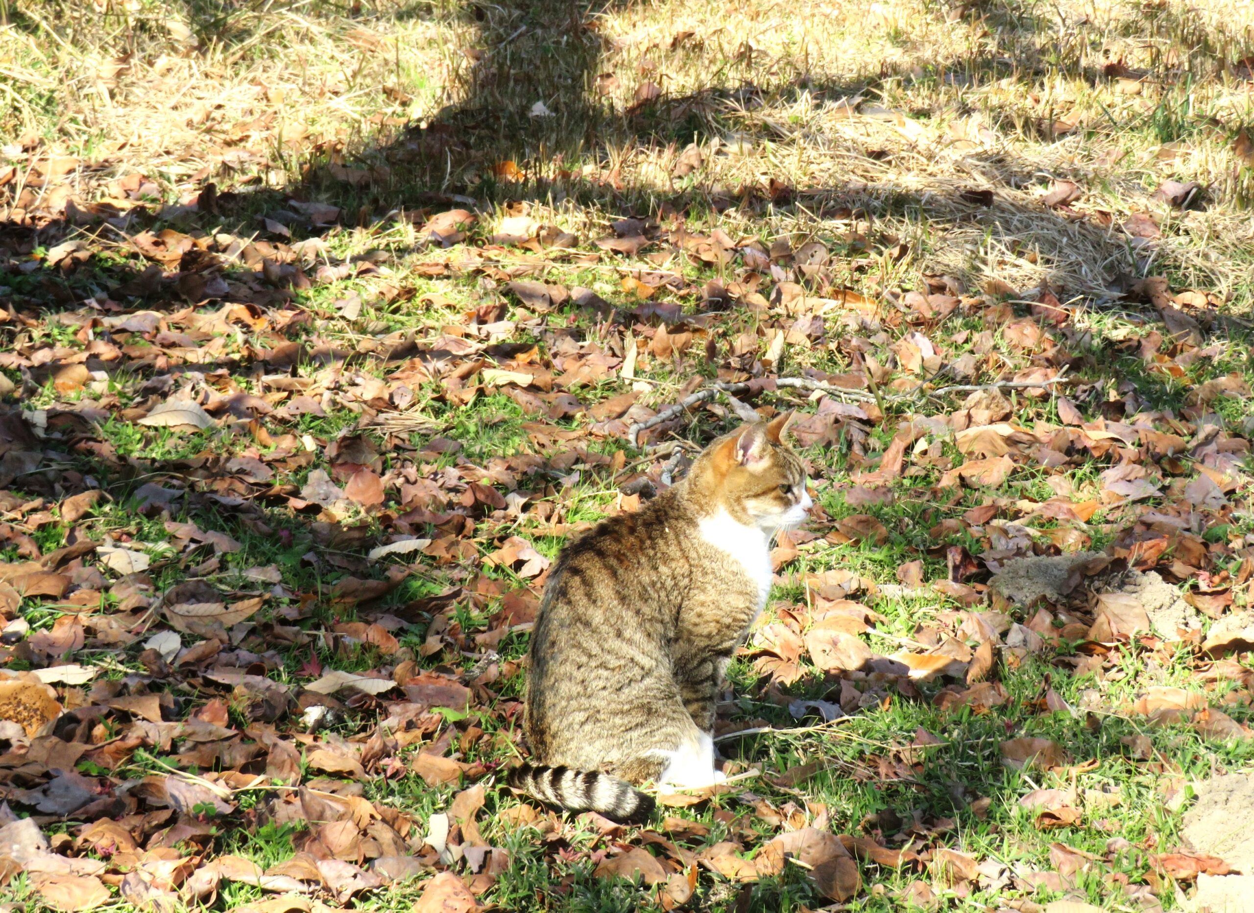 ねこ、風太　巡回