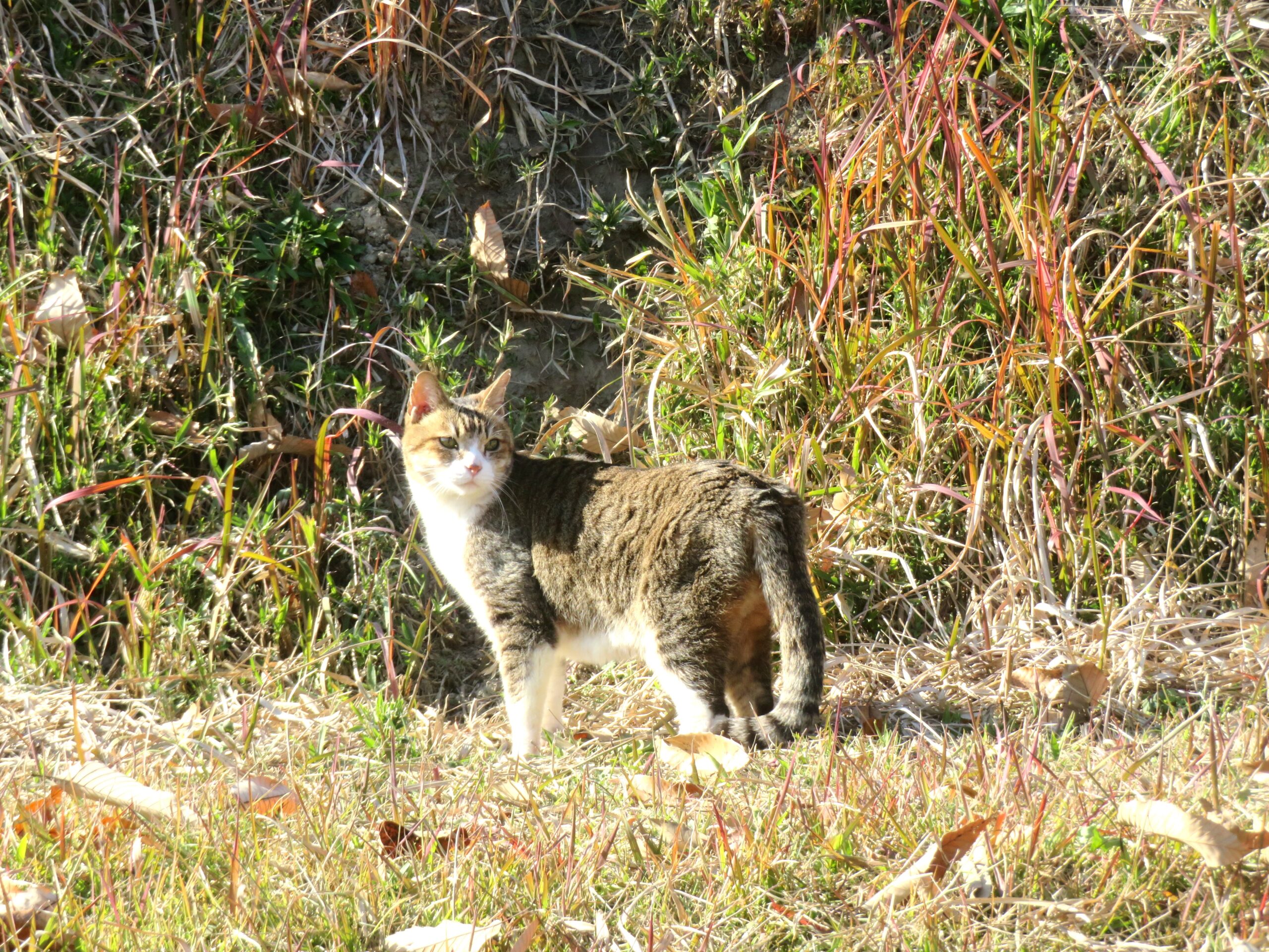 ねこ、風太　巡回