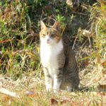 ねこ、風太　巡回