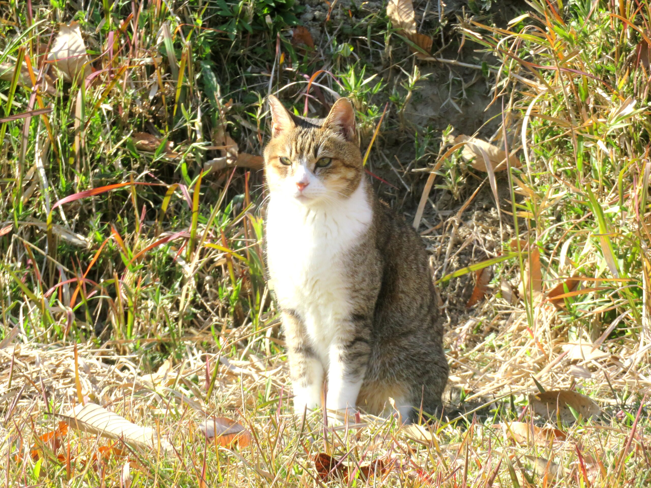 ねこ、風太　巡回