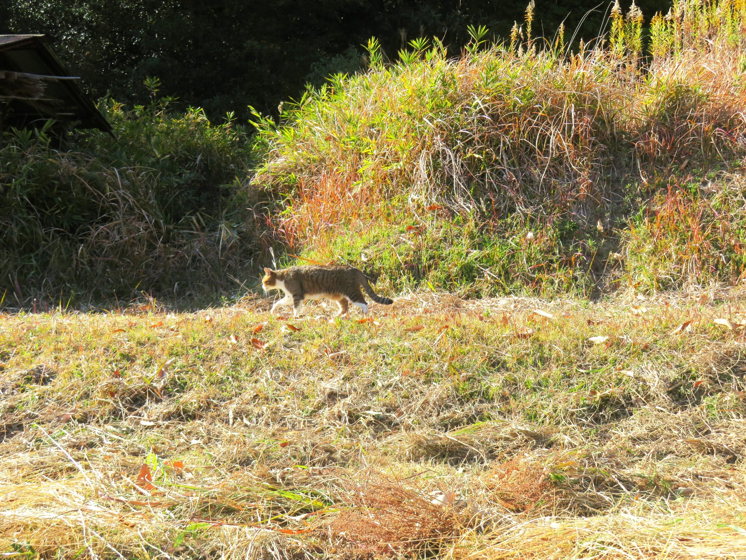 ねこ、風太　巡回