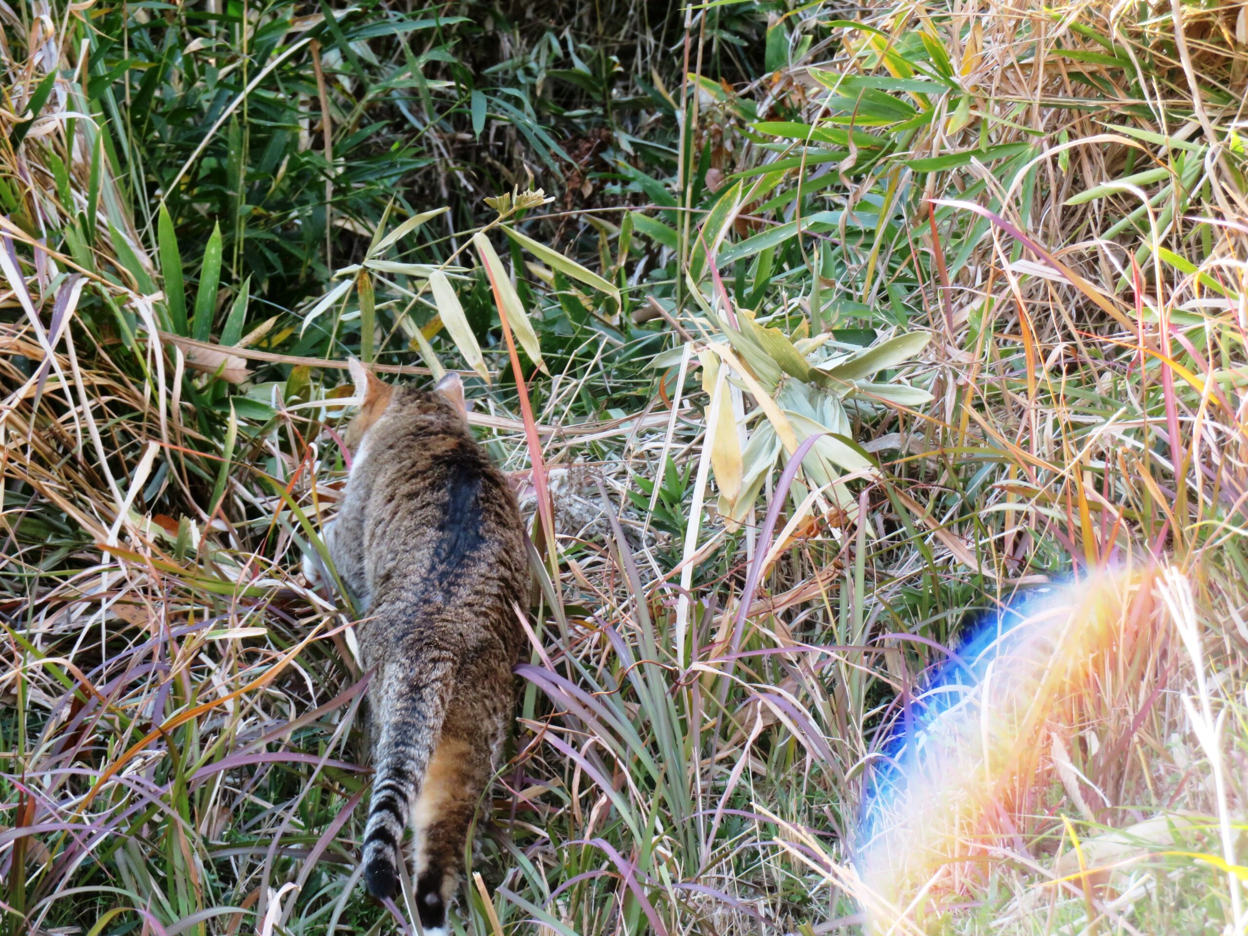 ねこ、風太 巡回