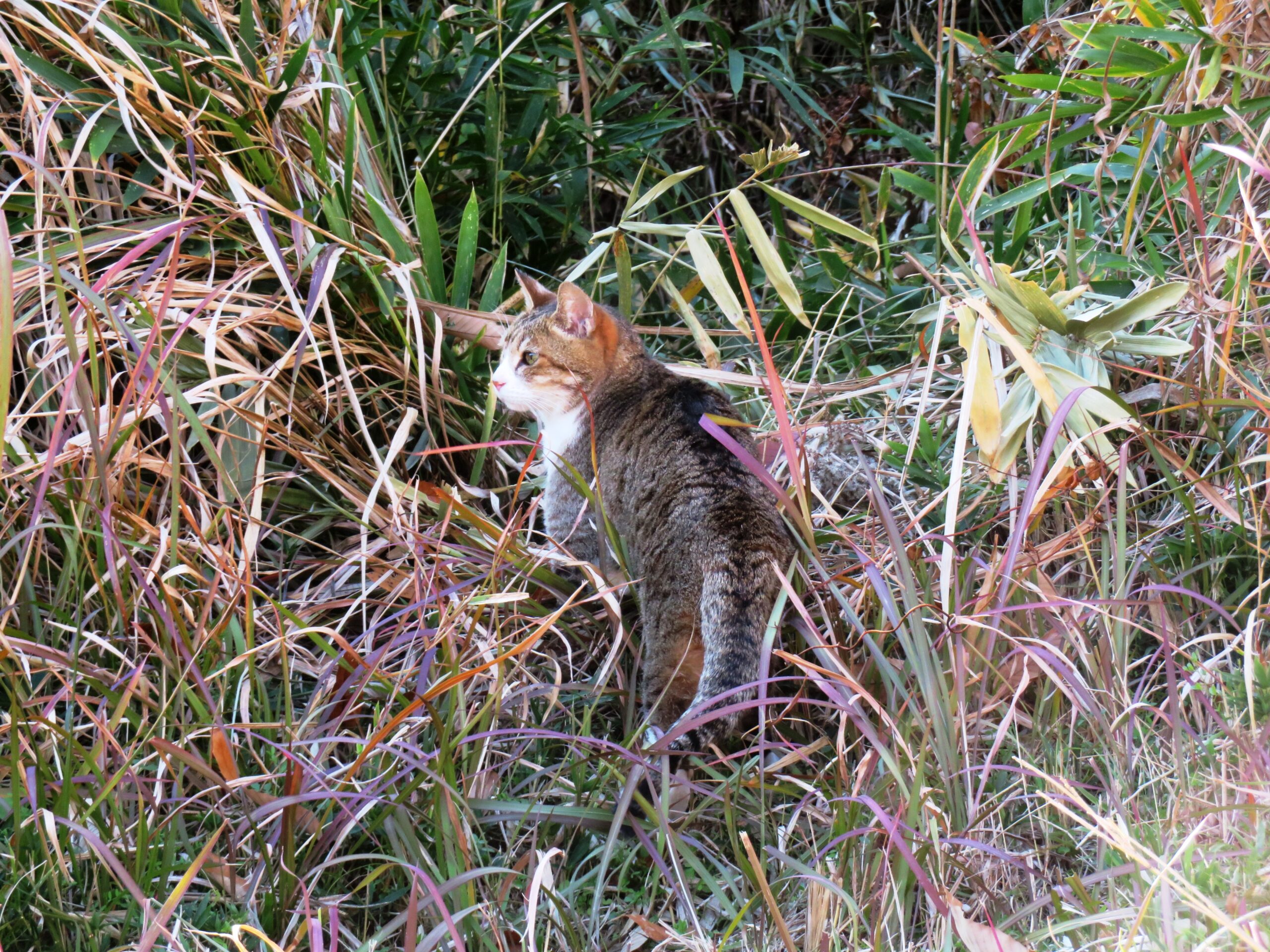 ねこ、風太 巡回
