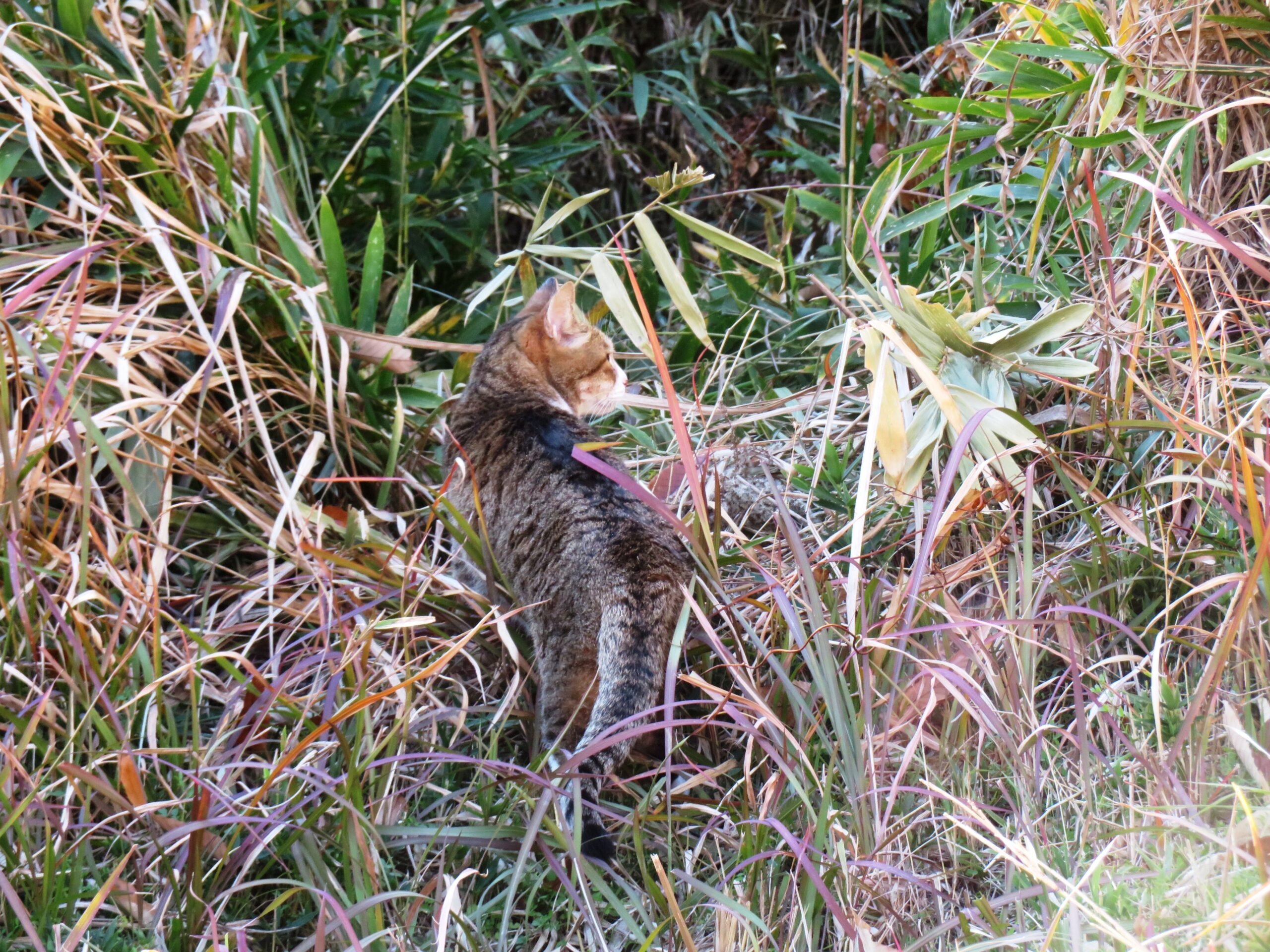 ねこ、風太 巡回