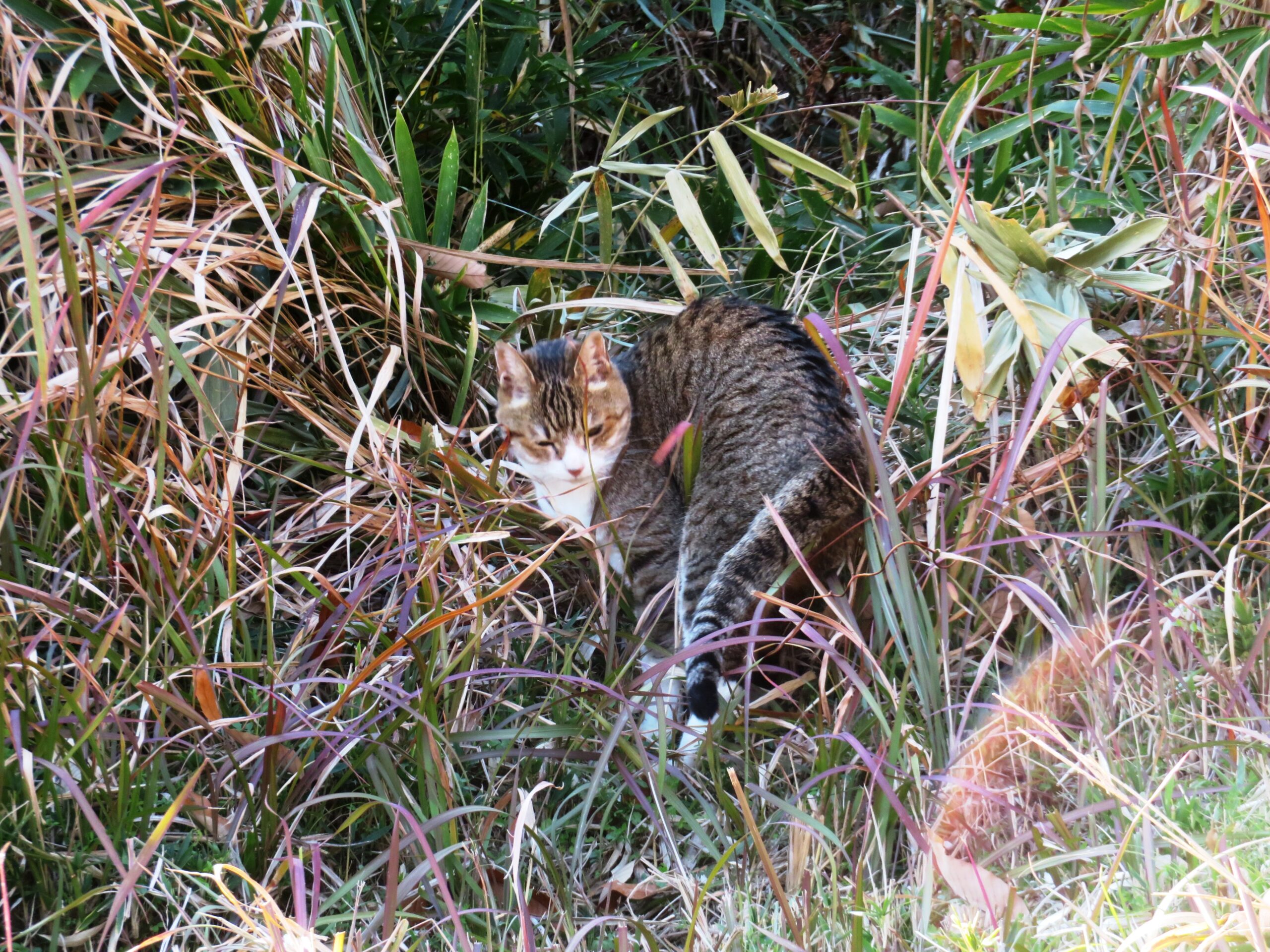 ねこ、風太 巡回