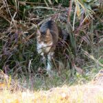 ねこ、風太　巡回