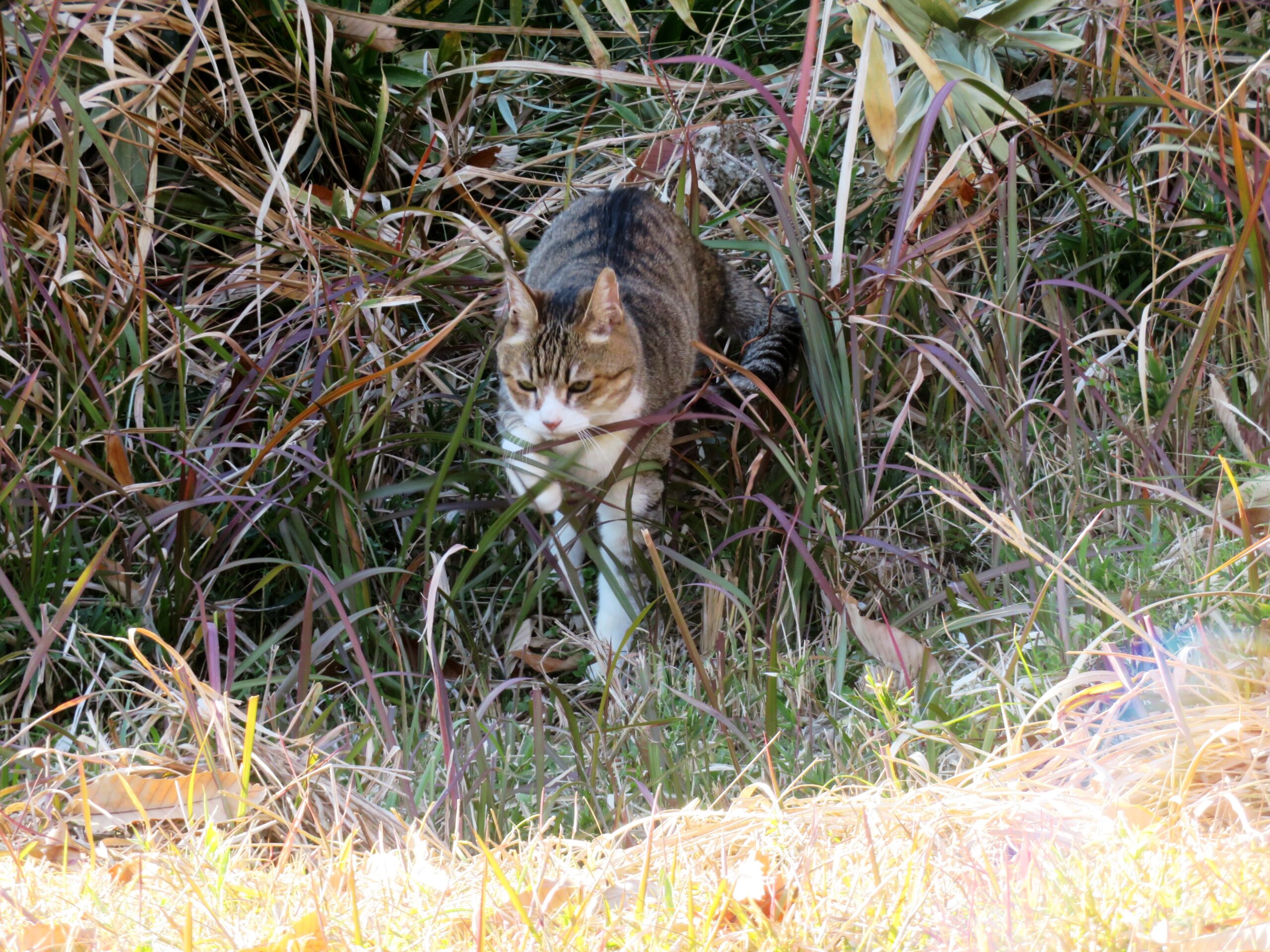 ねこ、風太 巡回