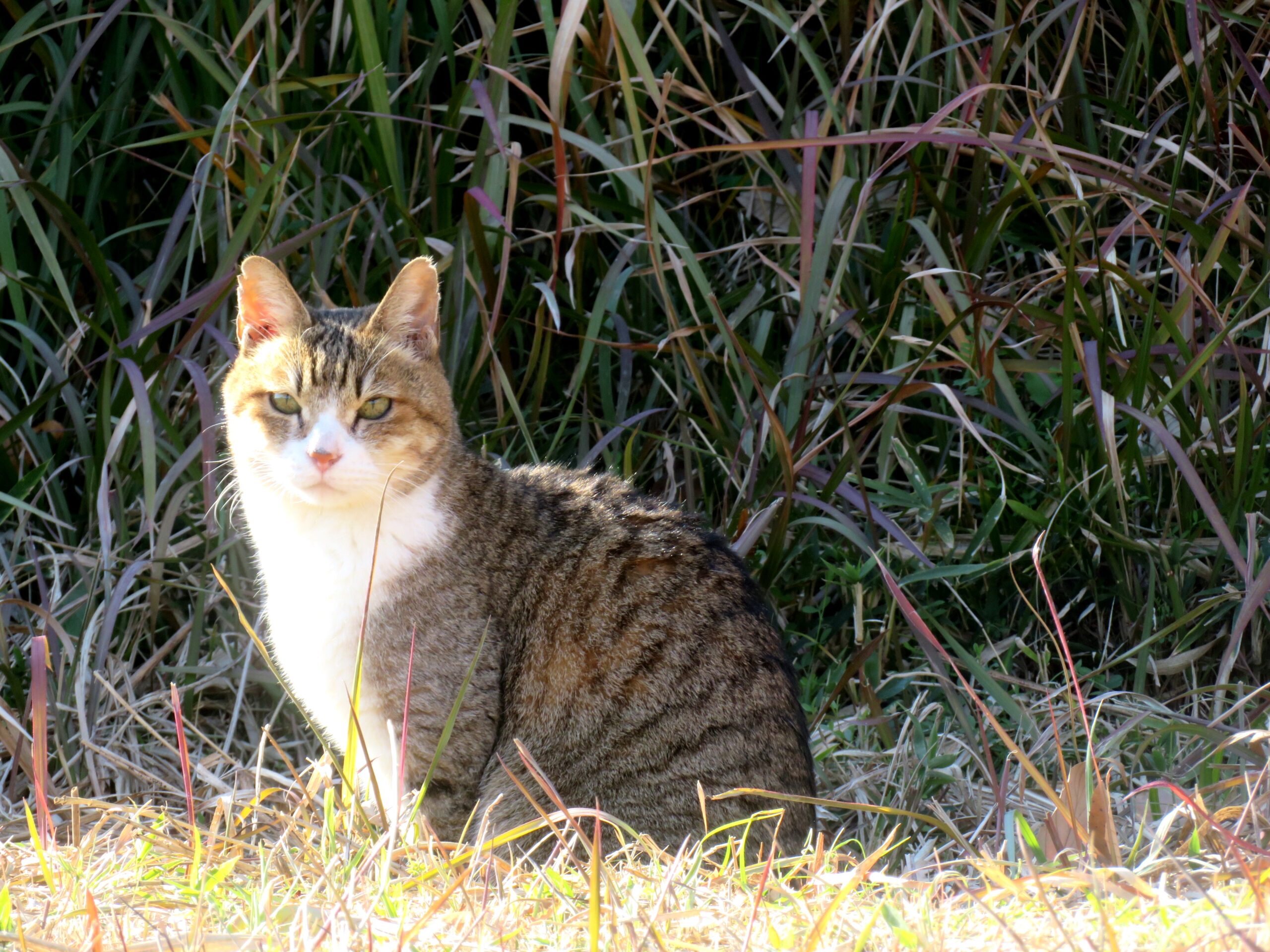 ねこ、風太 巡回