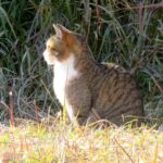 ねこ、風太　巡回