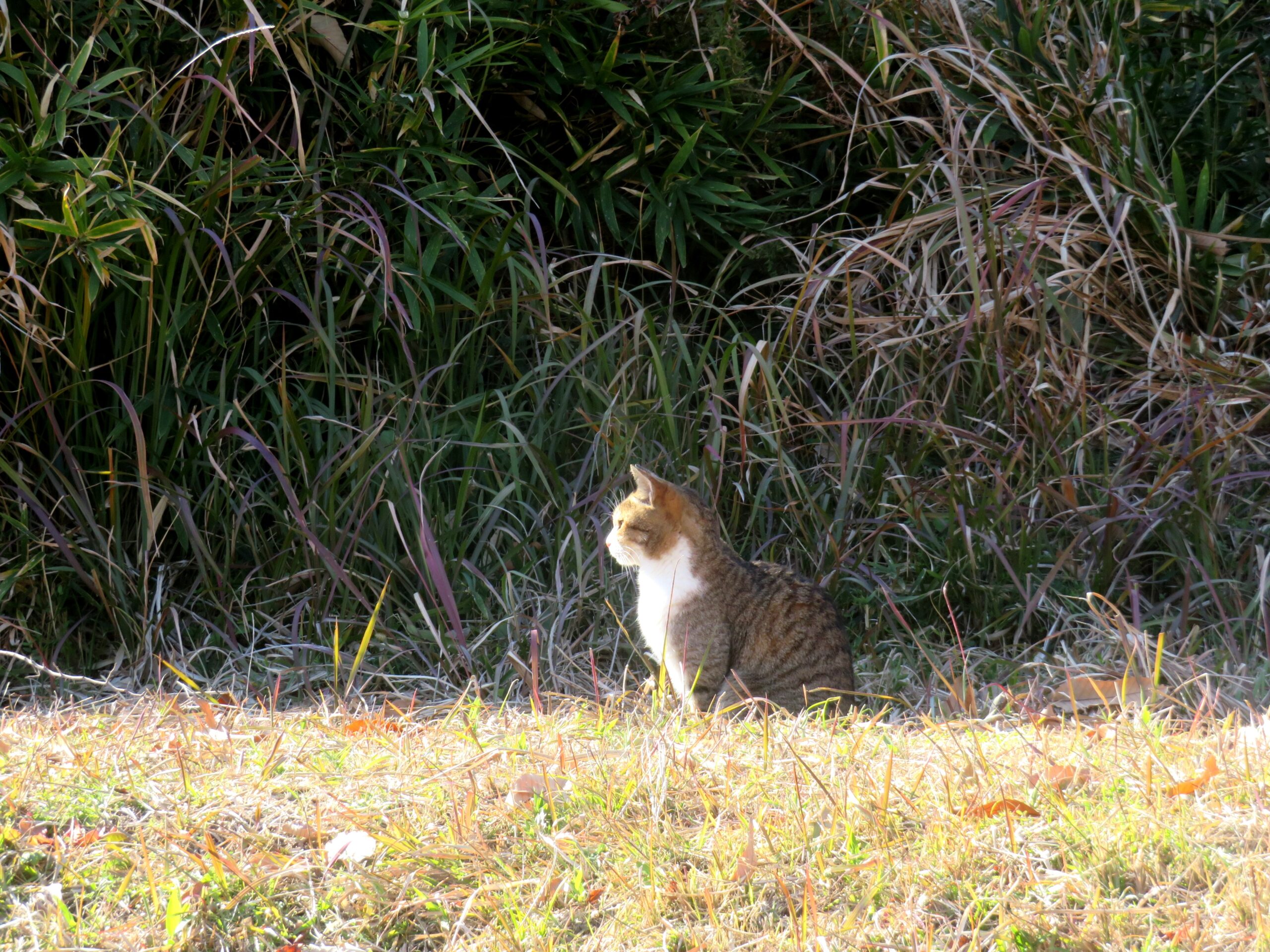 ねこ、風太 巡回