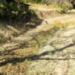 ねこ、風太　巡回