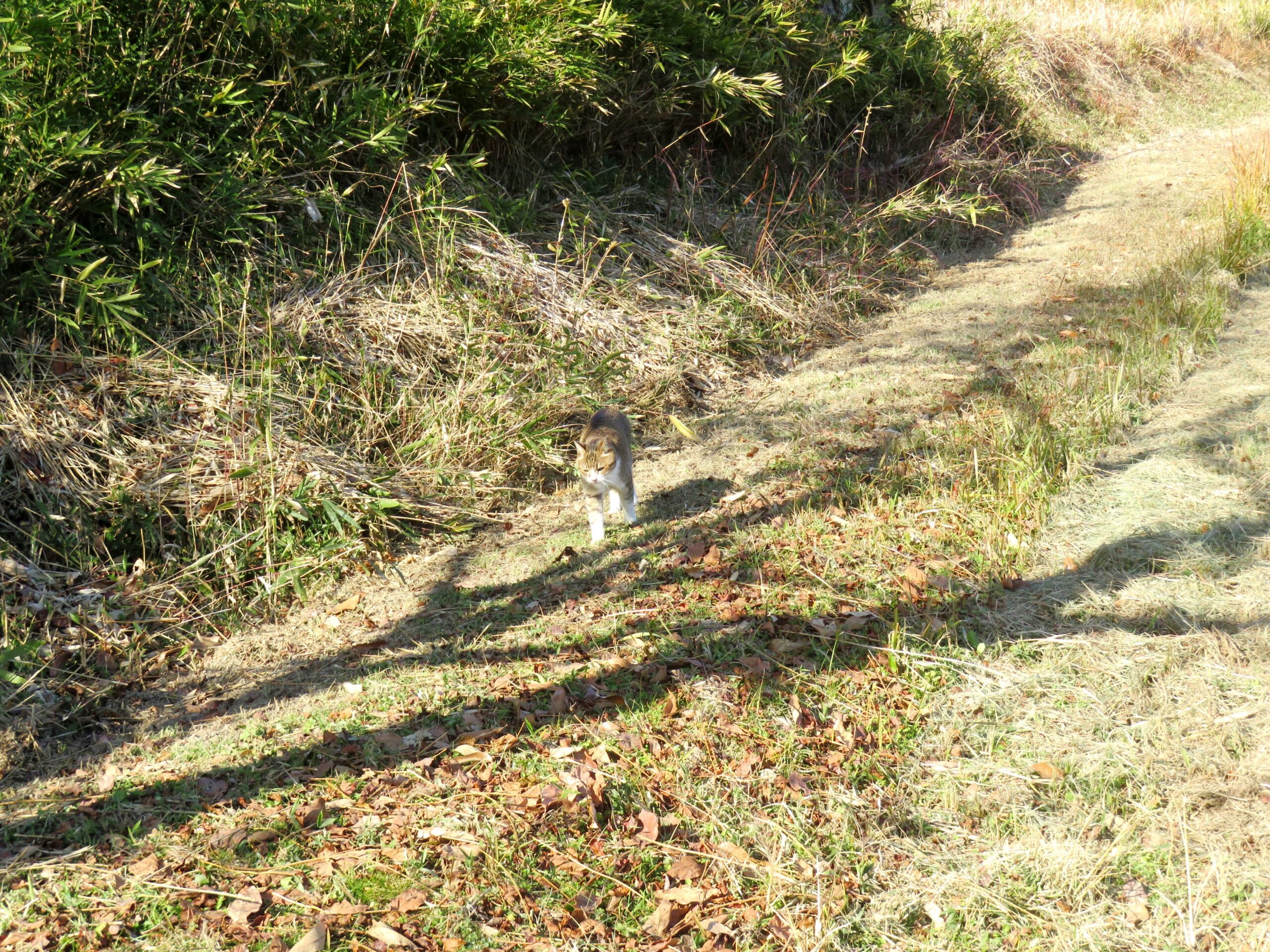 ねこ、風太　巡回