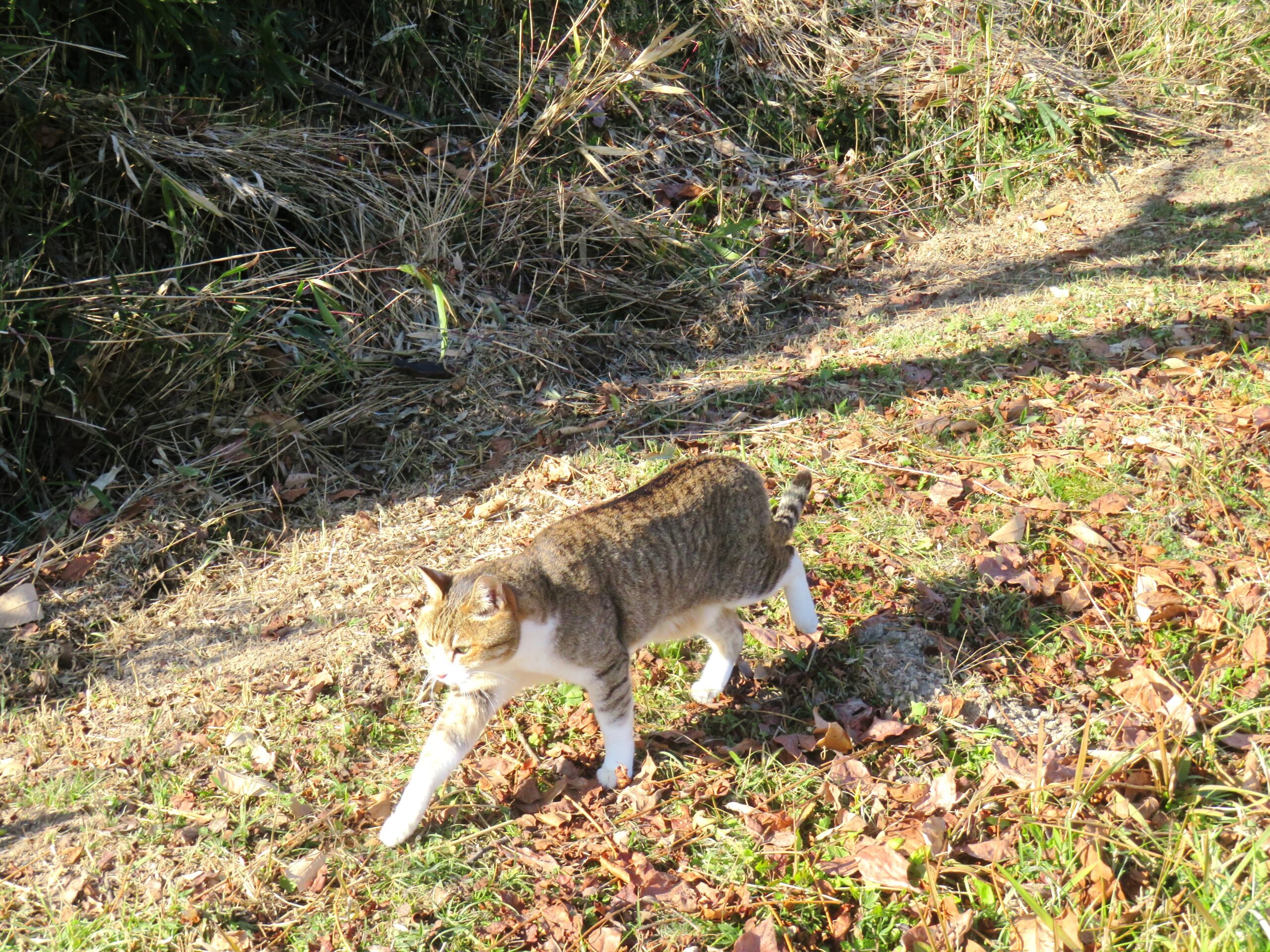 ねこ、風太　巡回