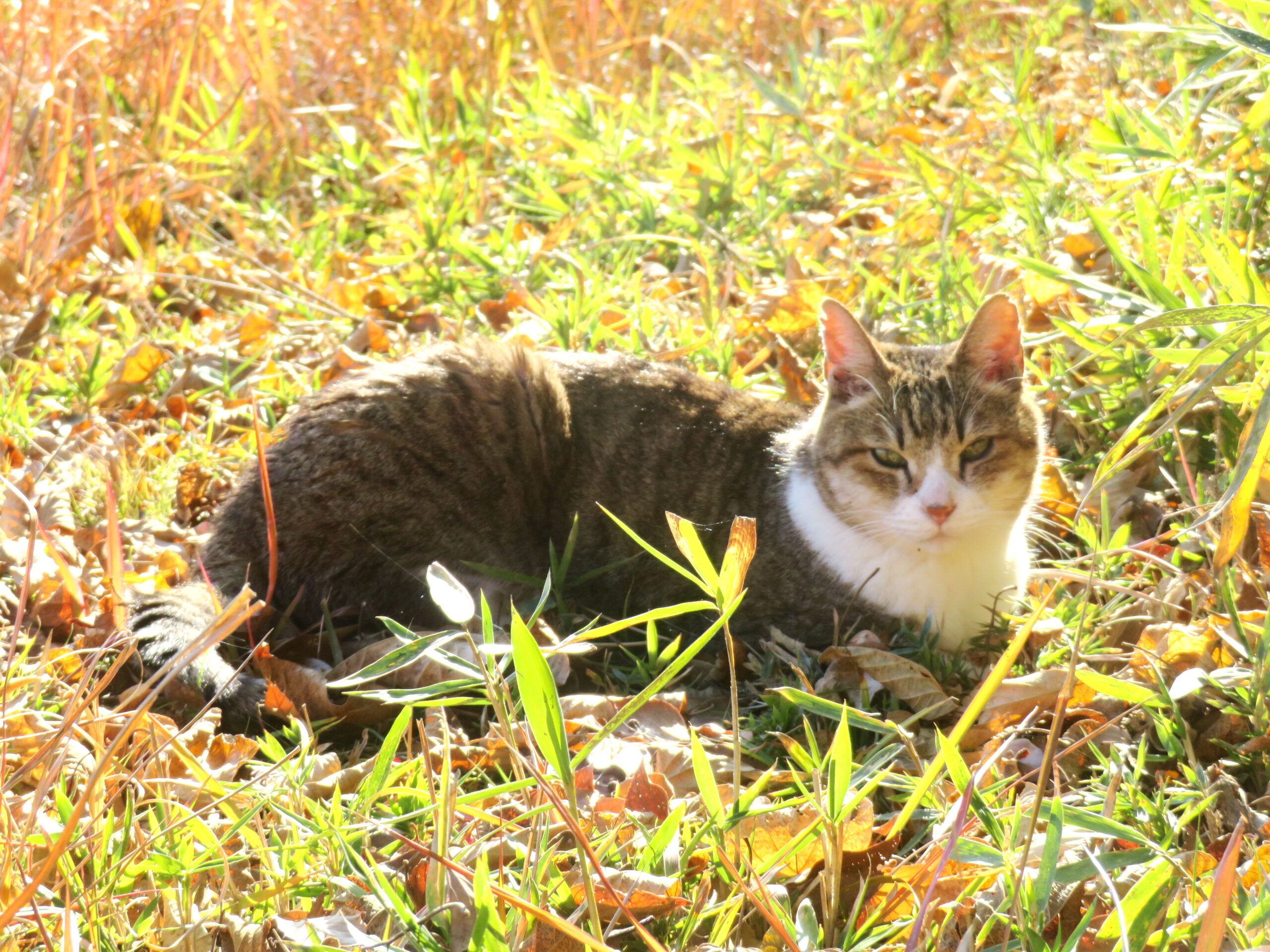 ねこ、風太　ひなたぼっこ