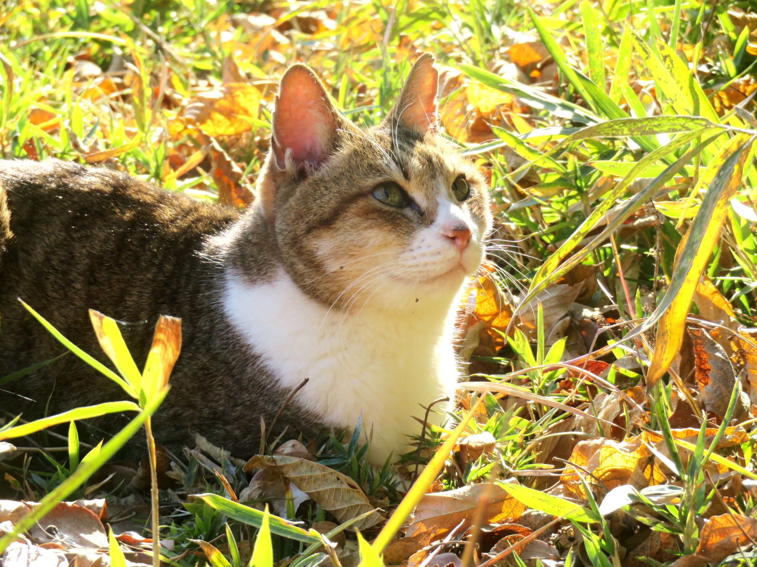 ねこ、風太　ひなたぼっこ