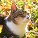 ねこ、風太　ひなたぼっこ