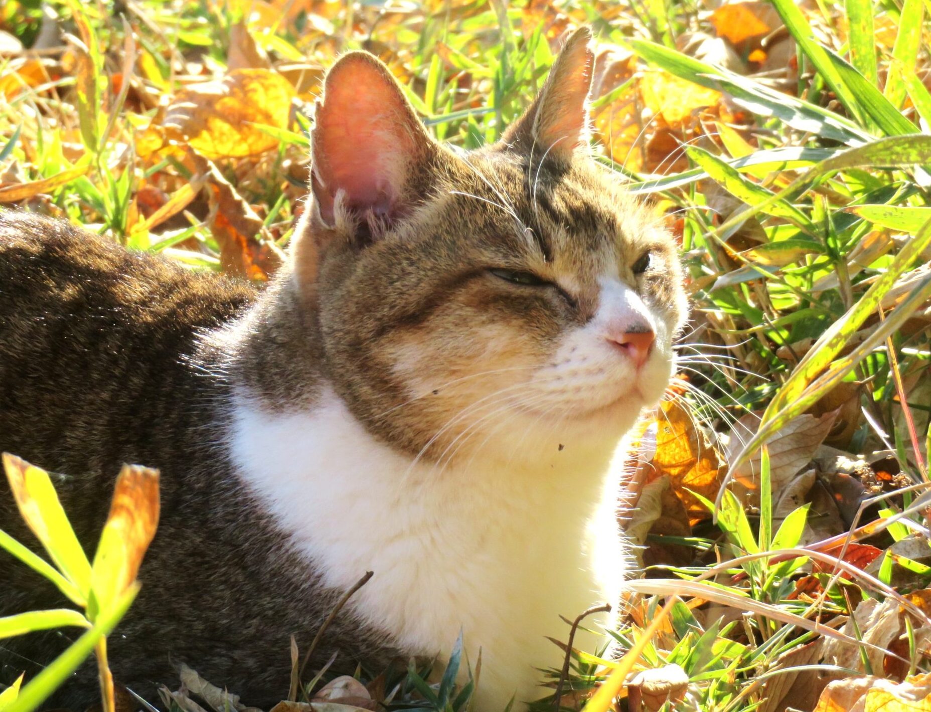 ねこ、風太　ひなたぼっこ