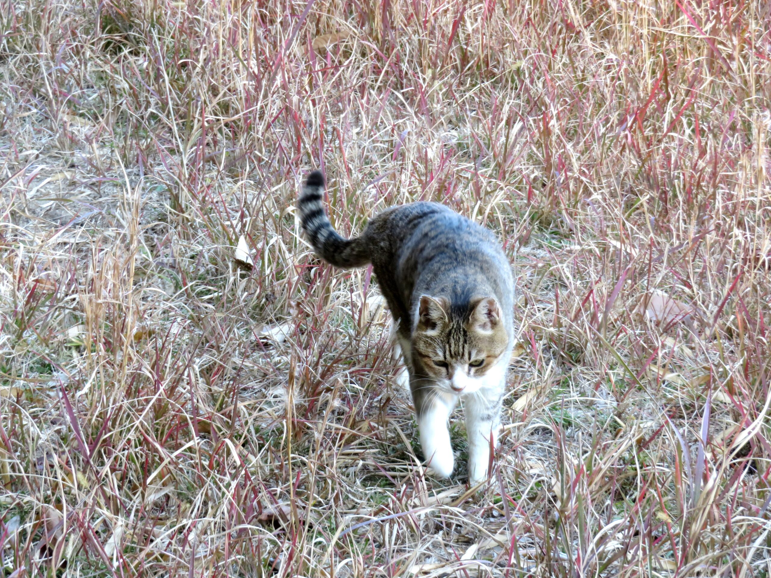 ねこ、風太　巡回
