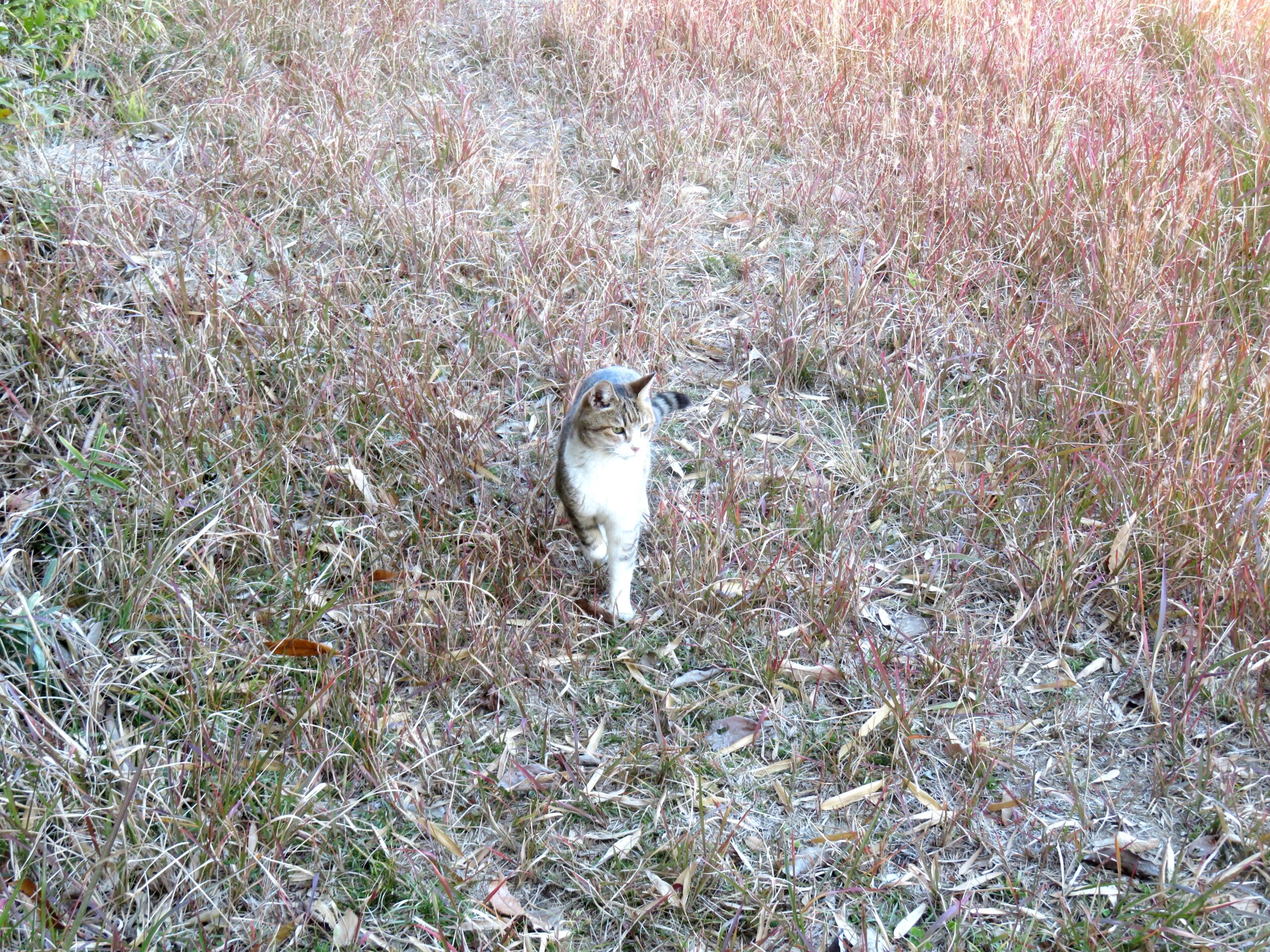 ねこ、風太　巡回