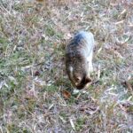 ねこ、風太　巡回