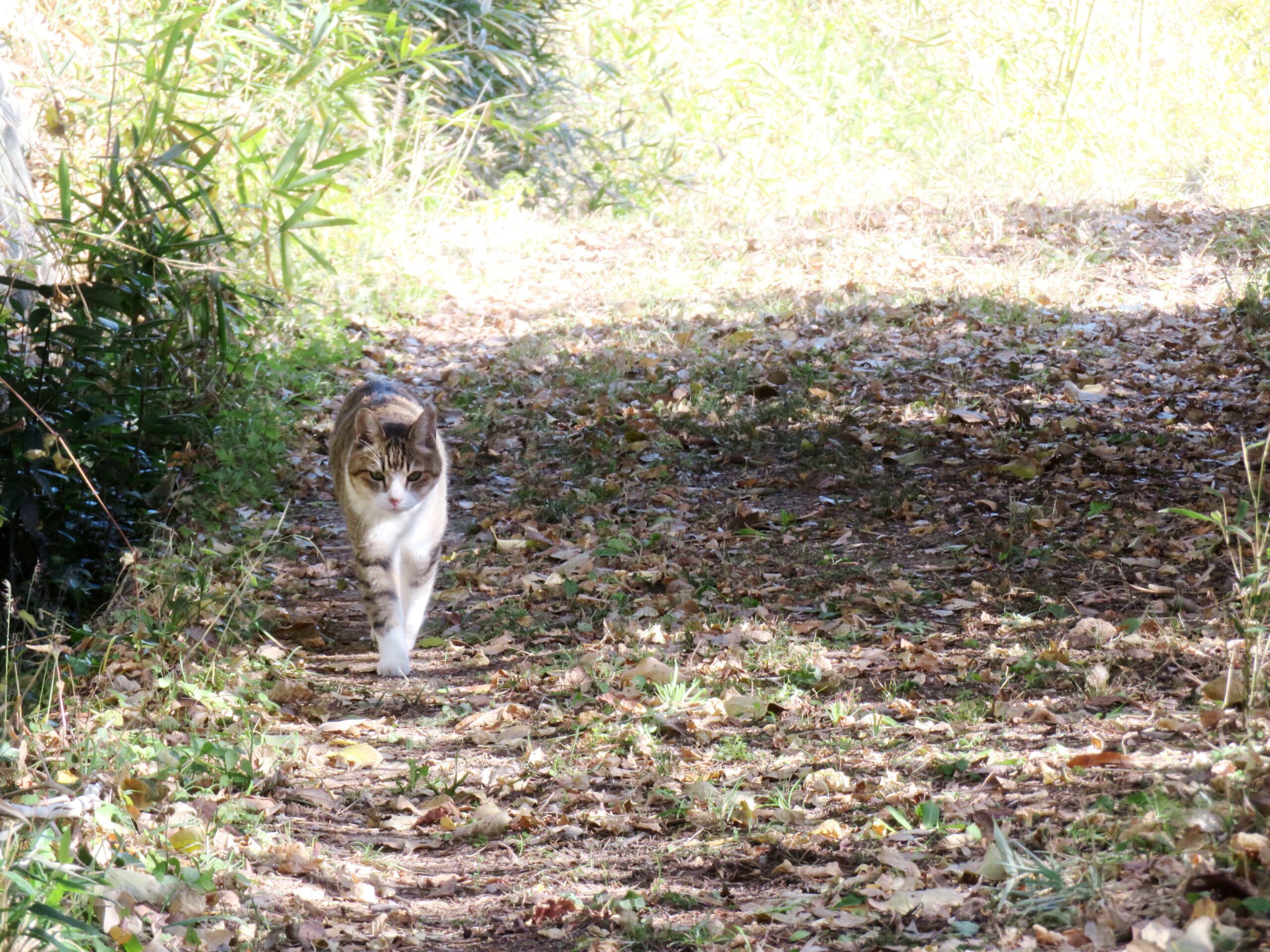 ねこ、風太　巡回