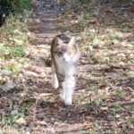 ねこ、風太　巡回