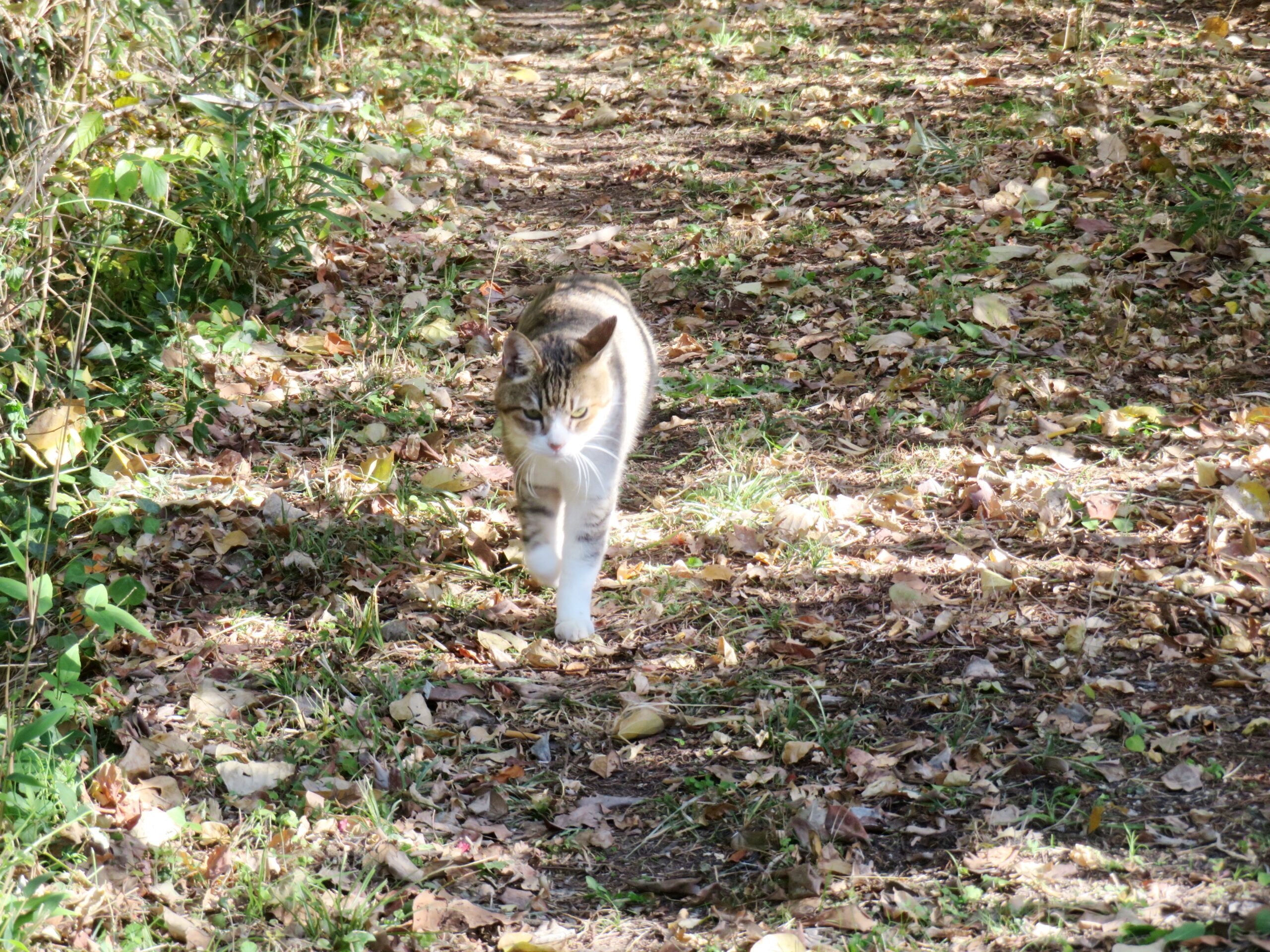 ねこ、風太　巡回
