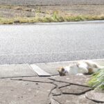 ねこ、風太　巡回