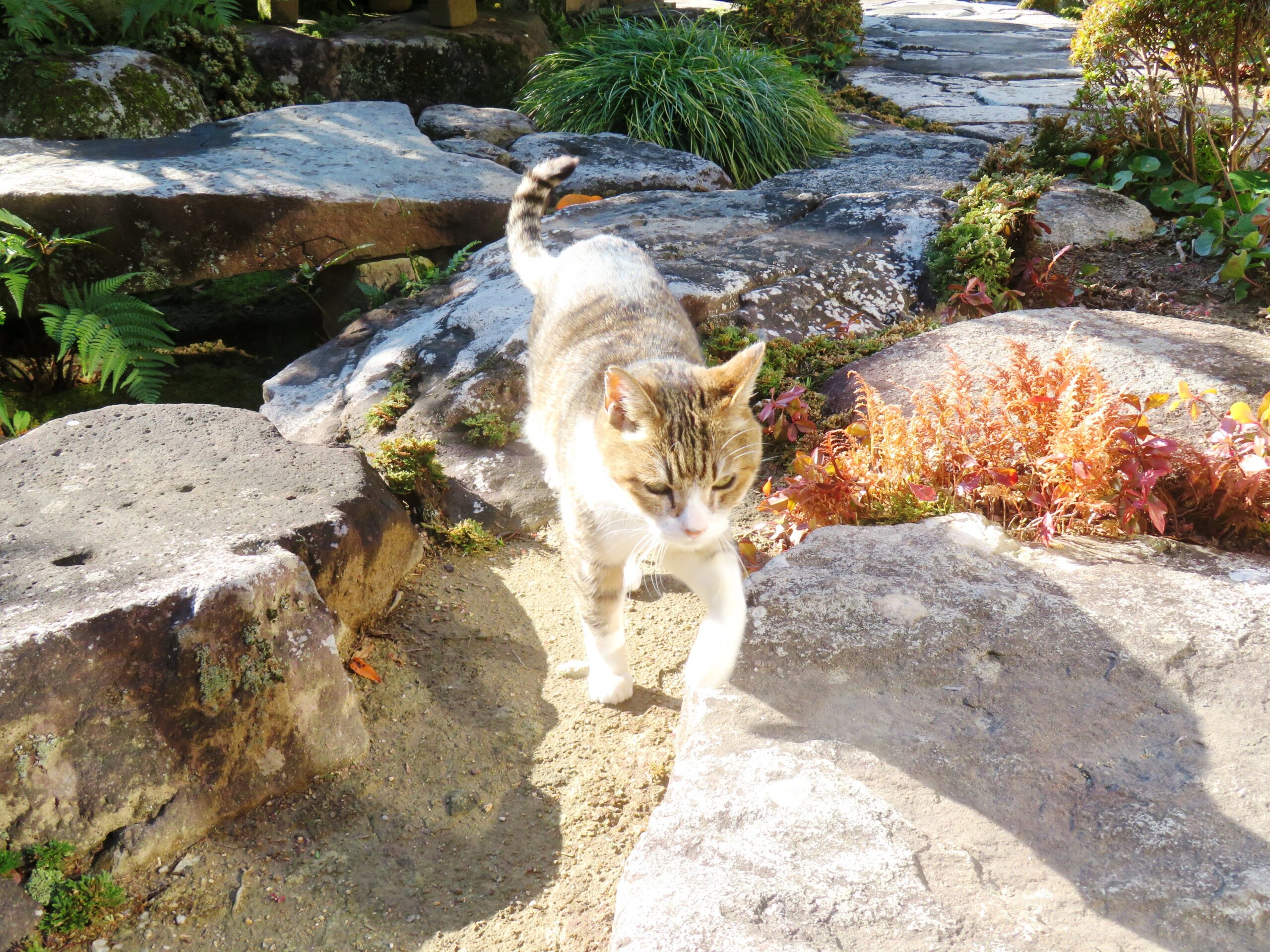 ねこ、風太　巡回