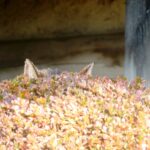 ねこ、風太　巡回