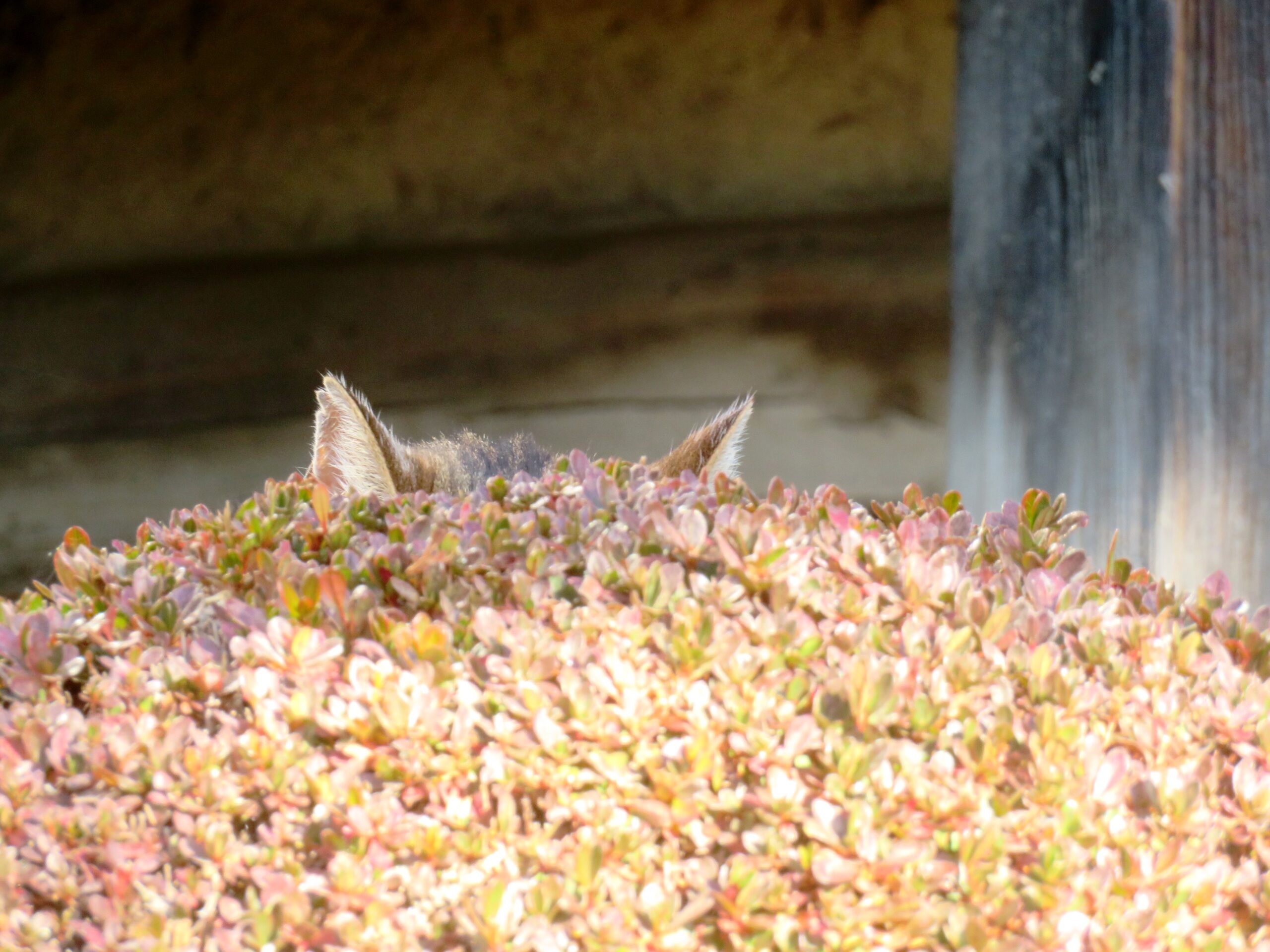 ねこ、風太　巡回