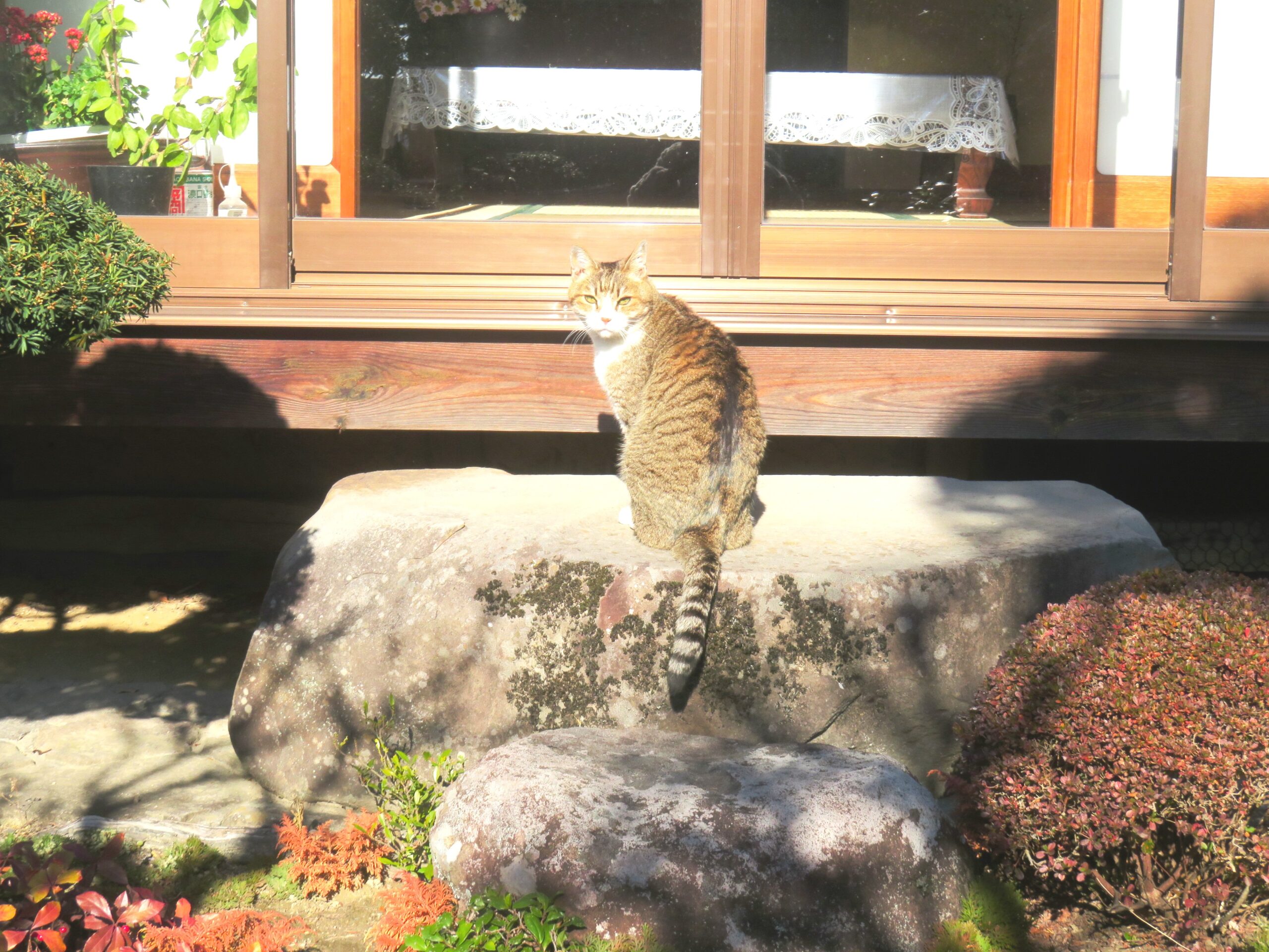 ねこ、風太 ひなたぼっこ