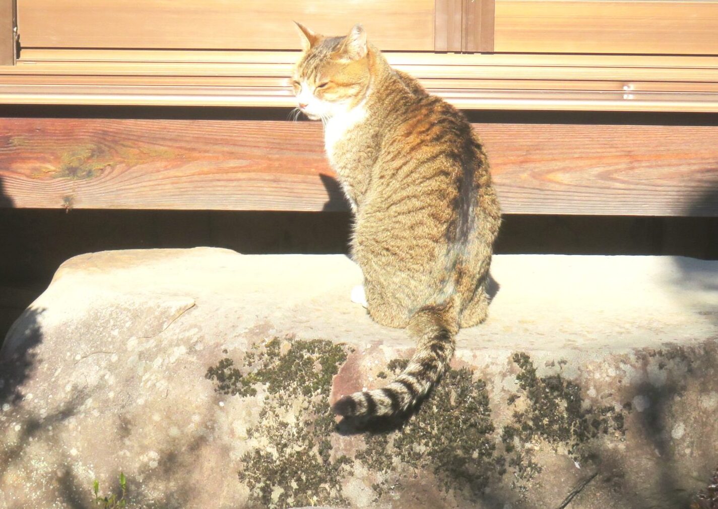 ねこ、風太 ひなたぼっこ