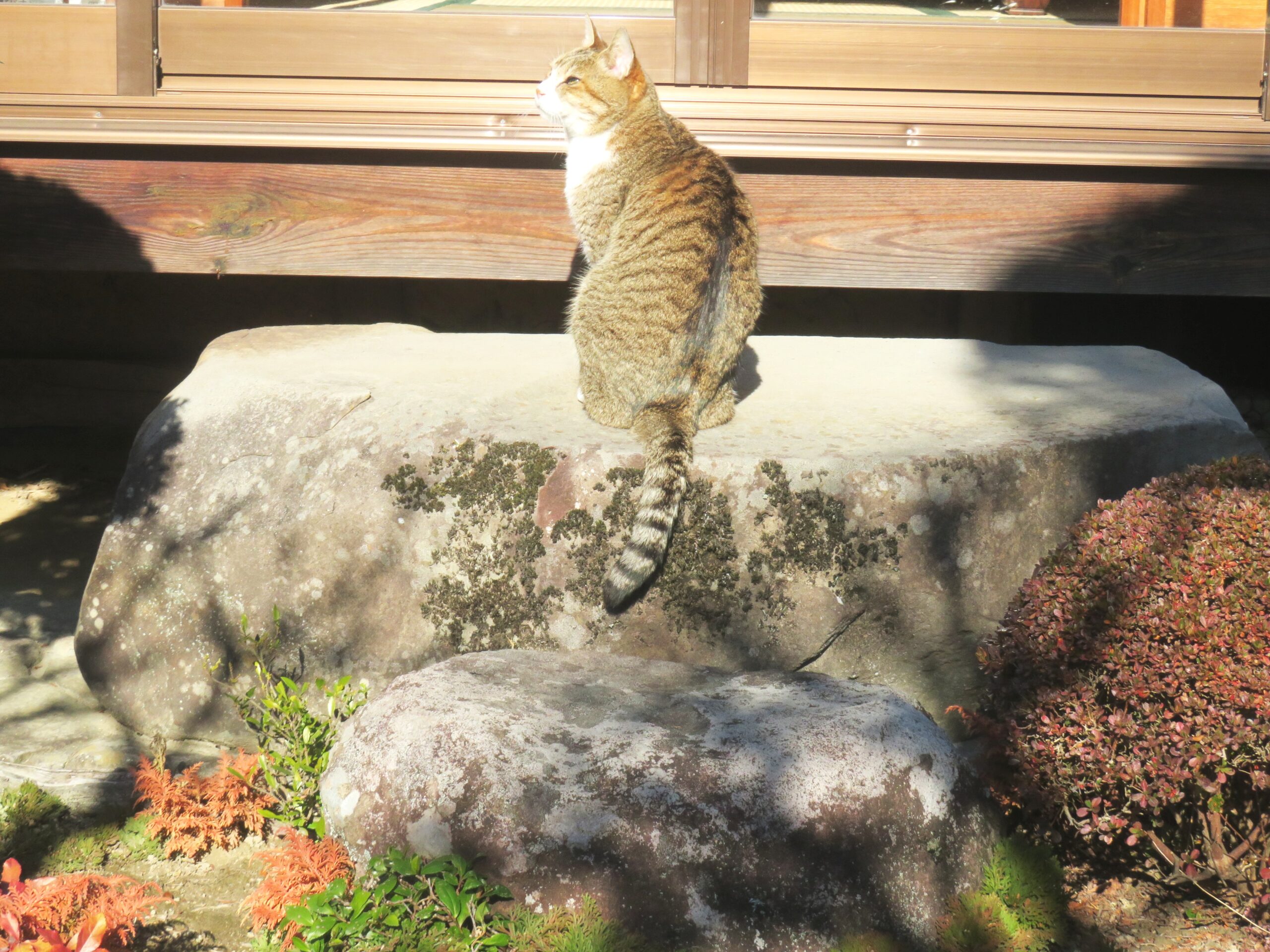 ねこ、風太 ひなたぼっこ