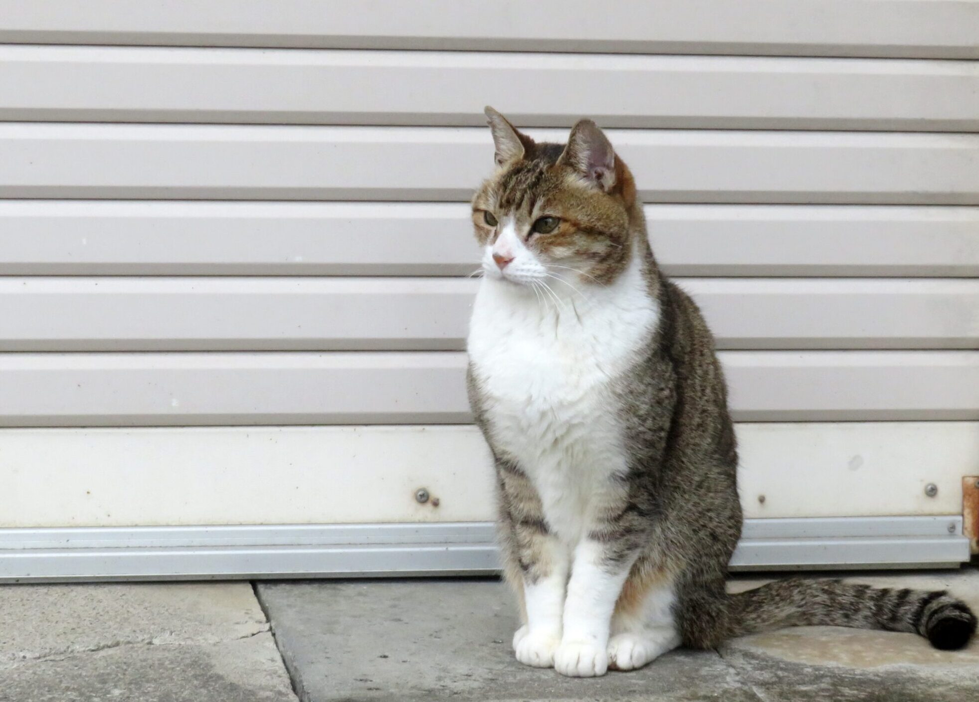 ねこ、風太　巡回