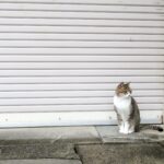 ねこ、風太　巡回