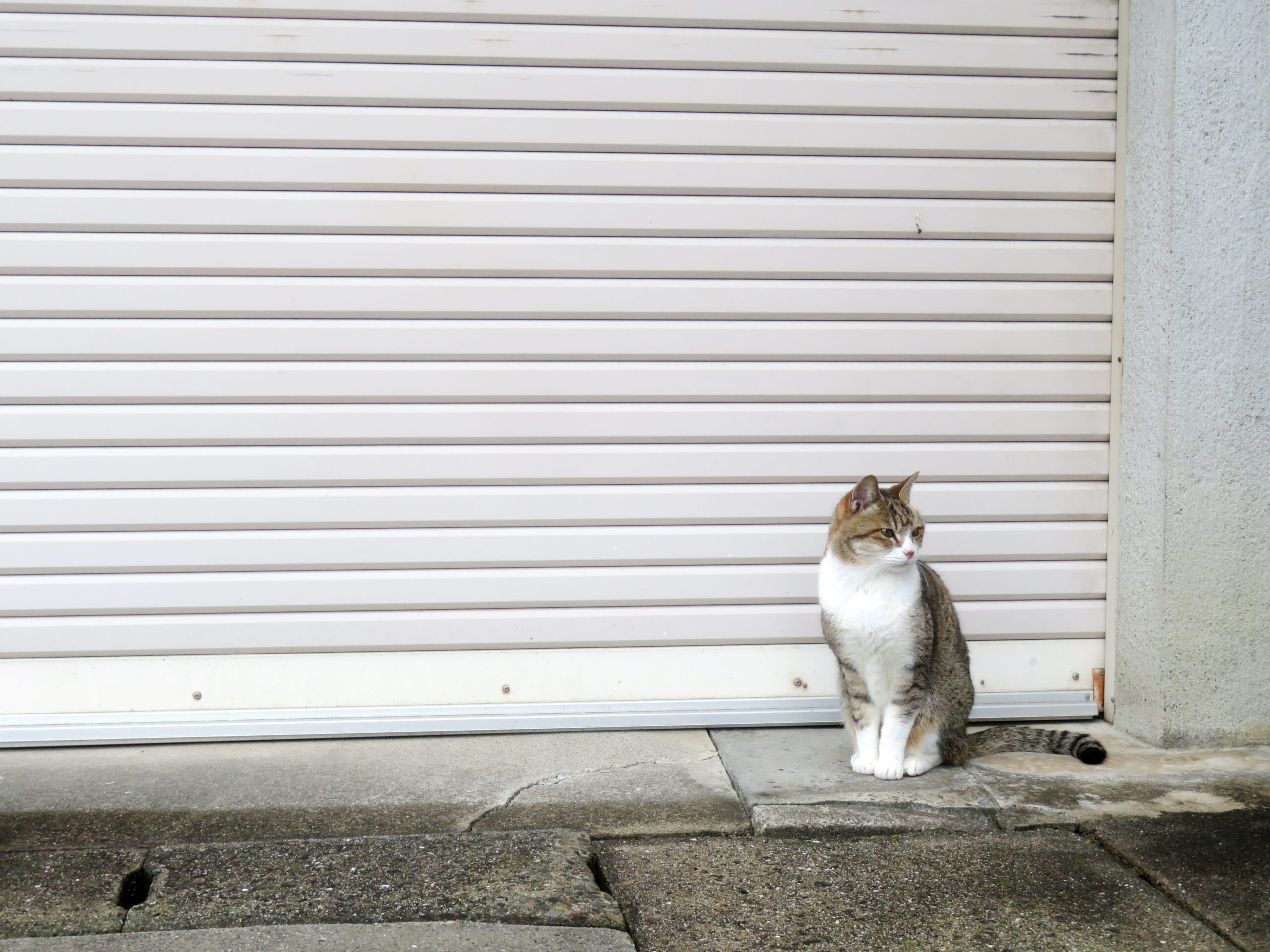 ねこ、風太　巡回