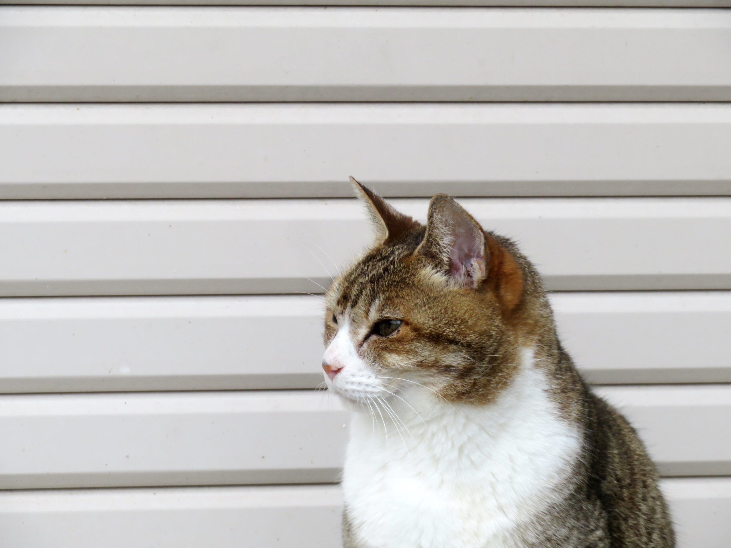 ねこ、風太　巡回