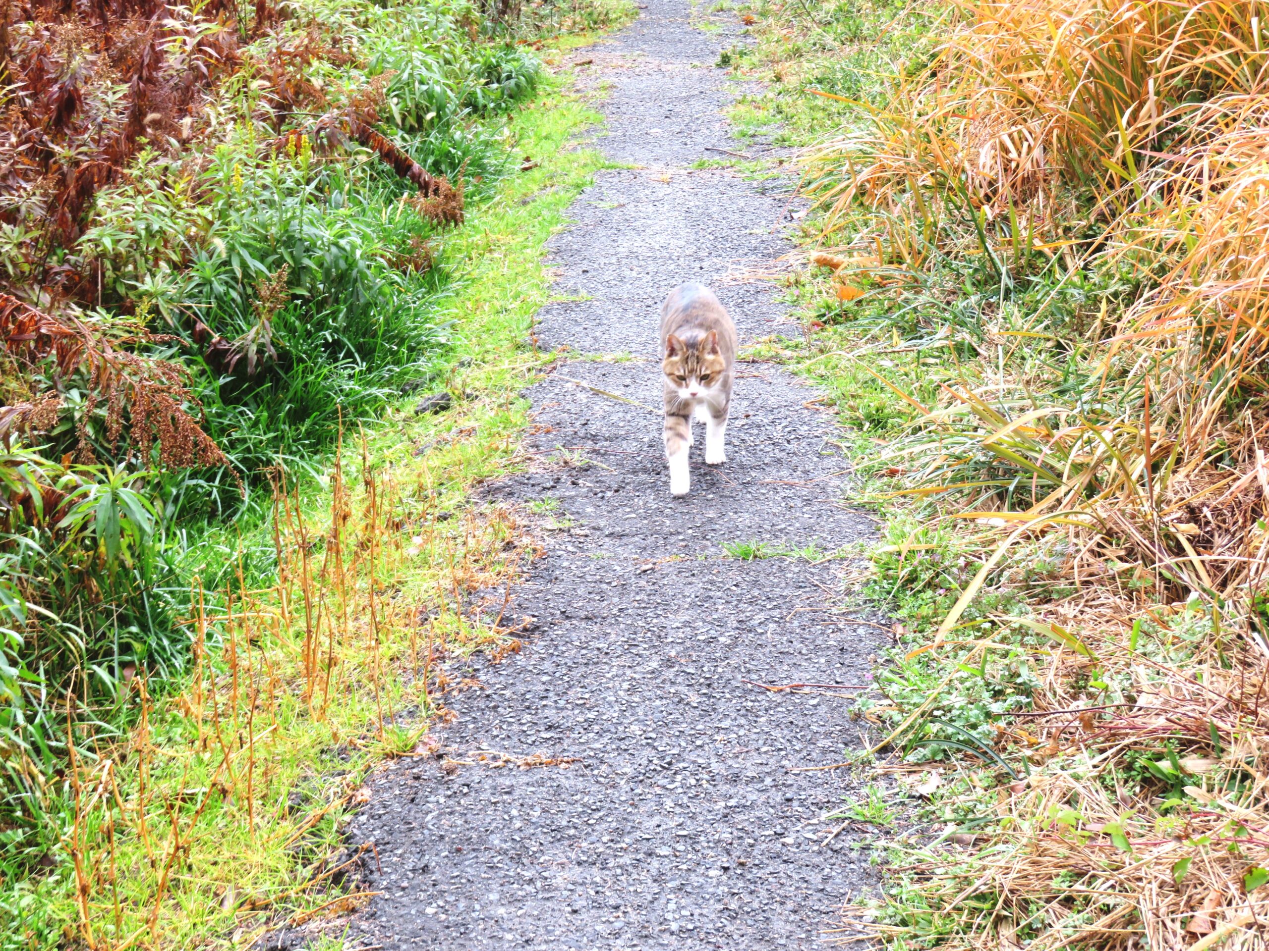ねこ、風太　巡回