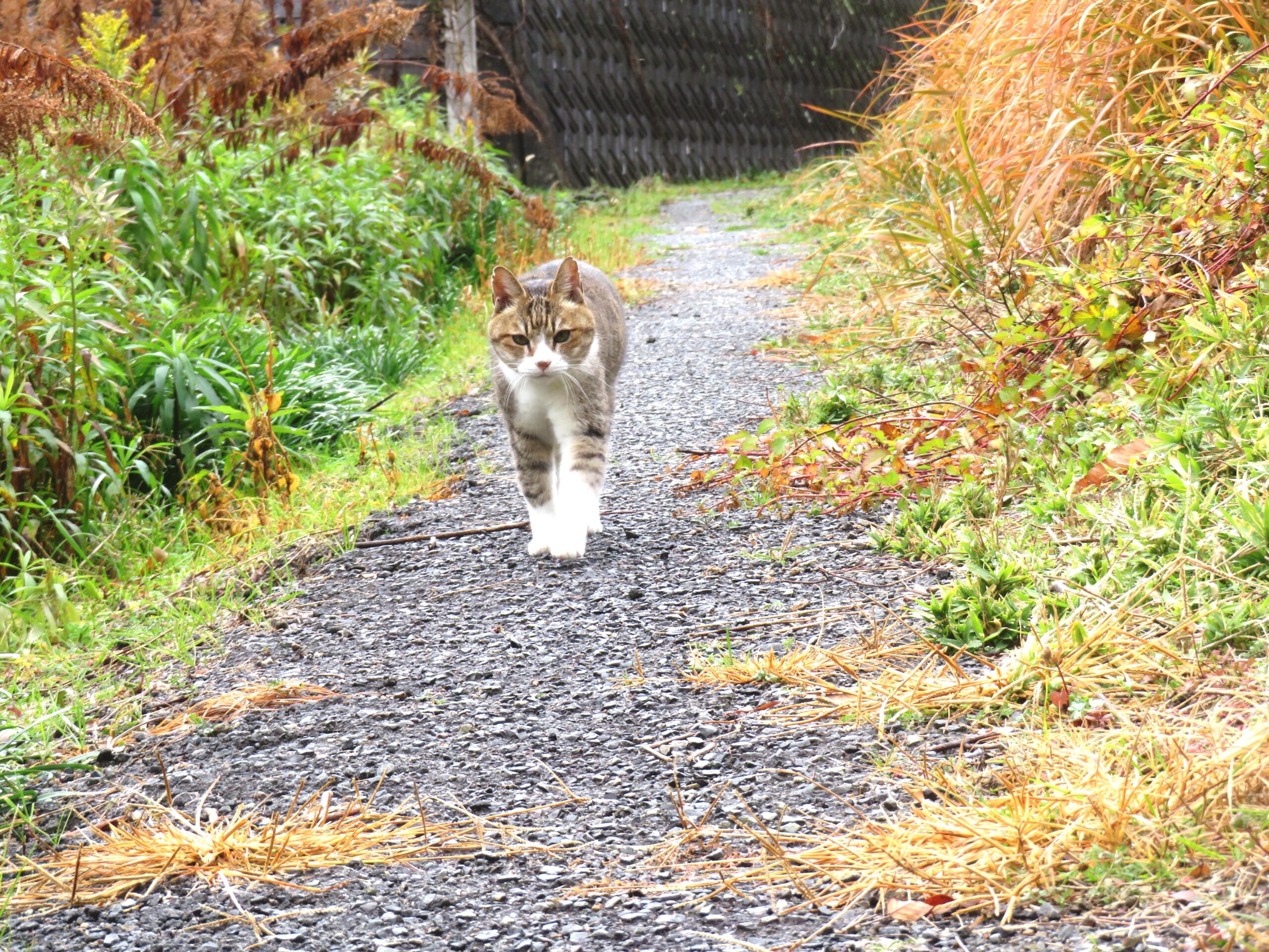 ねこ、風太　巡回