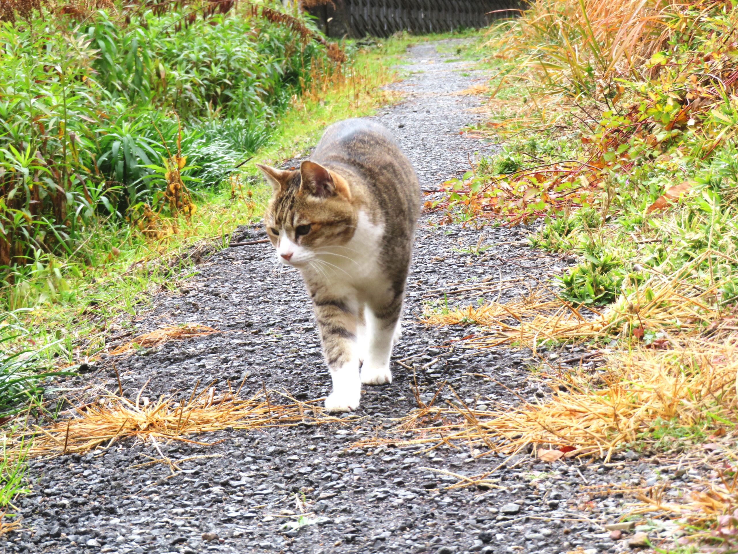 ねこ、風太　巡回