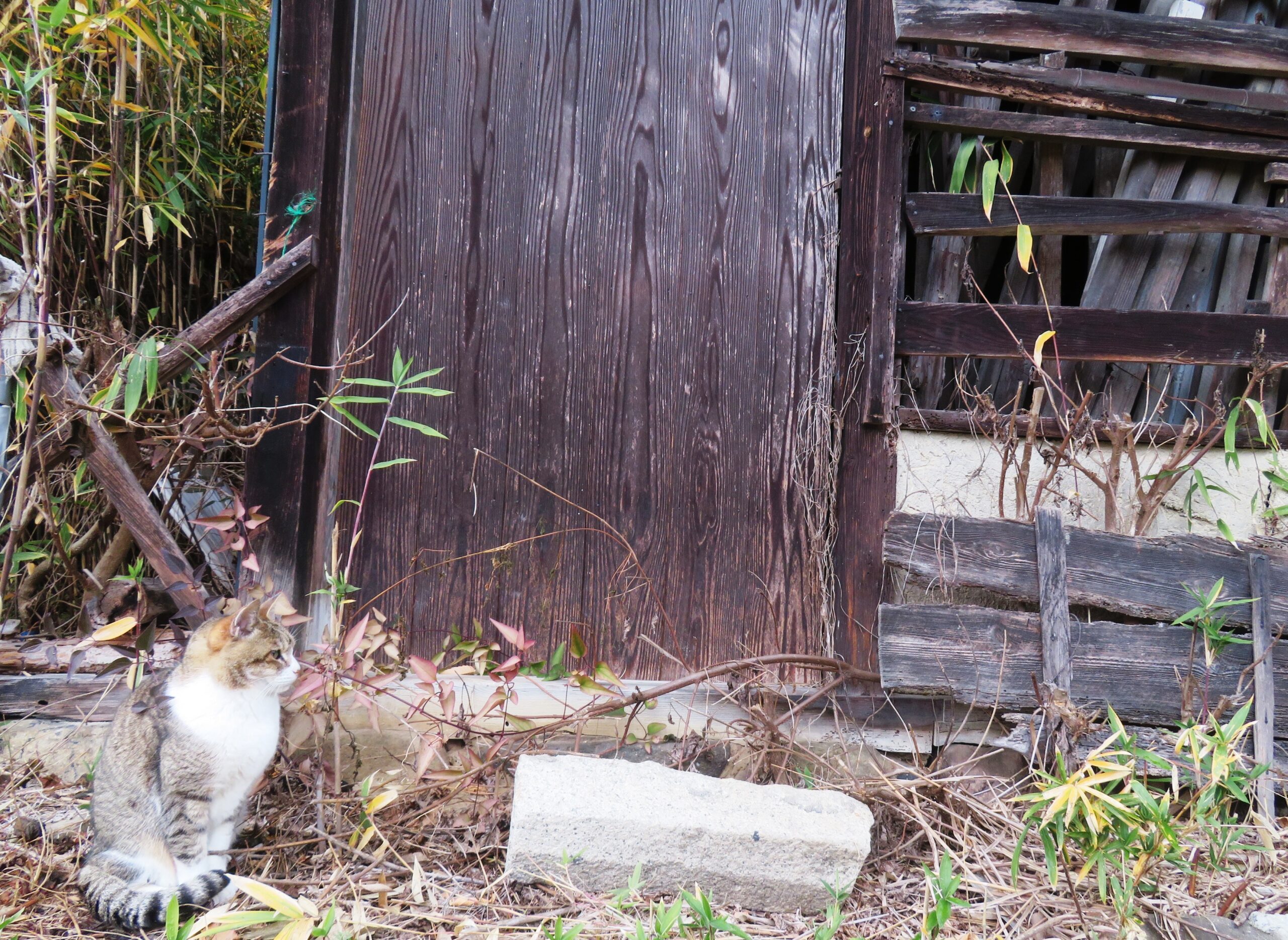 ねこ、風太 巡回