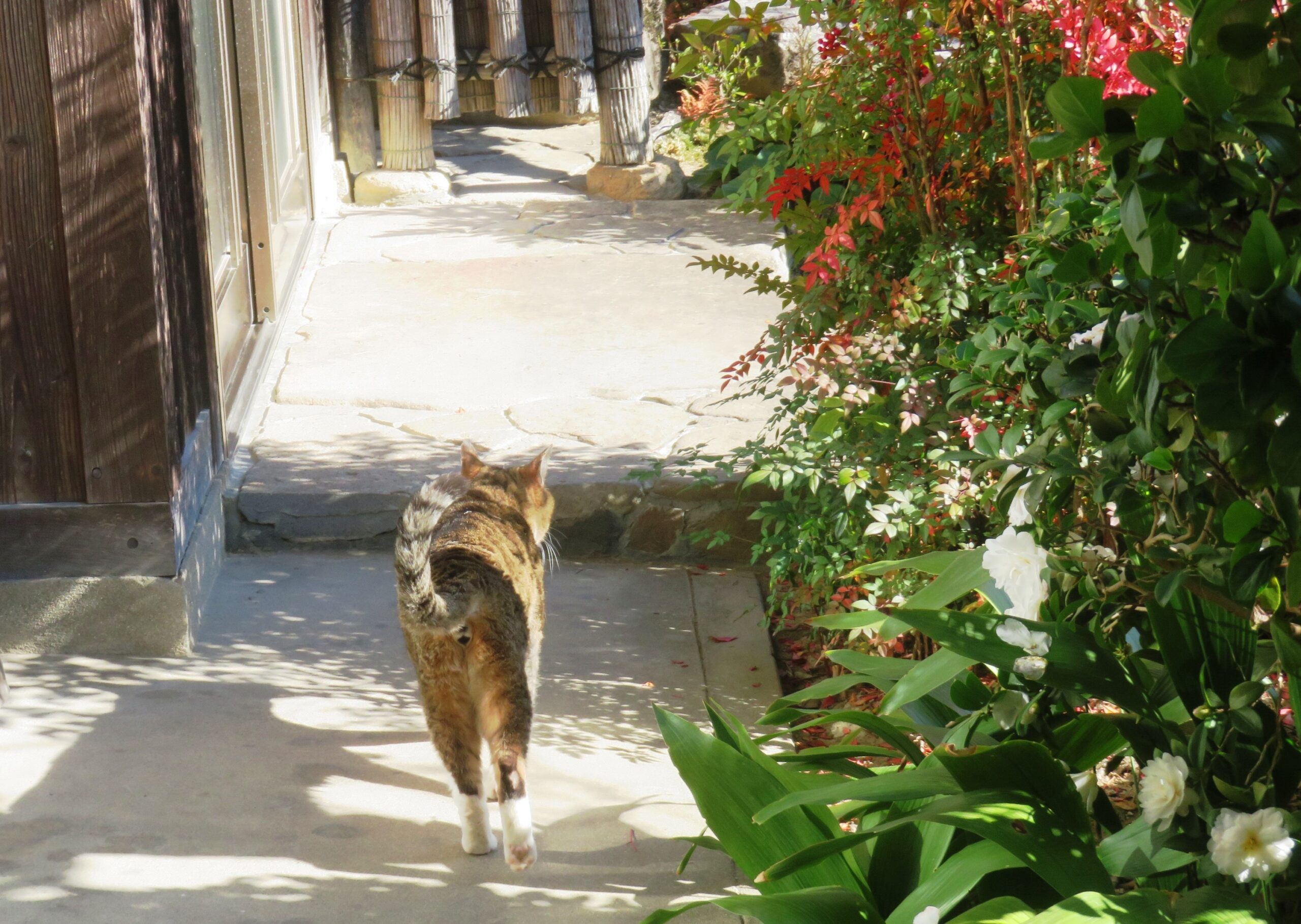 ねこ、風太　巡回