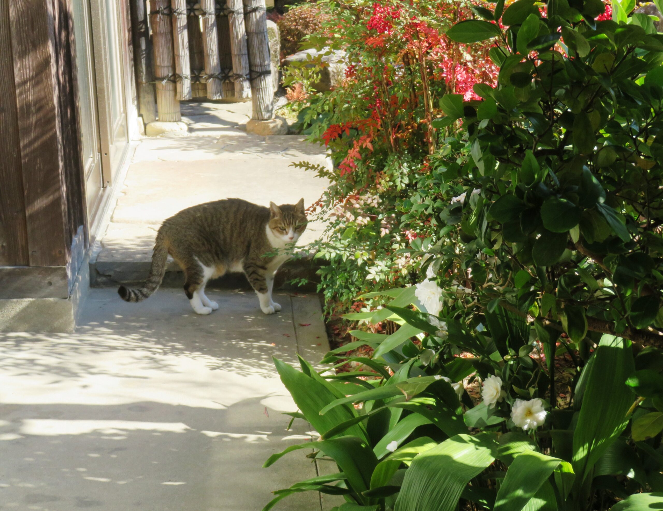 ねこ、風太　巡回