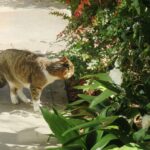 ねこ、風太　巡回