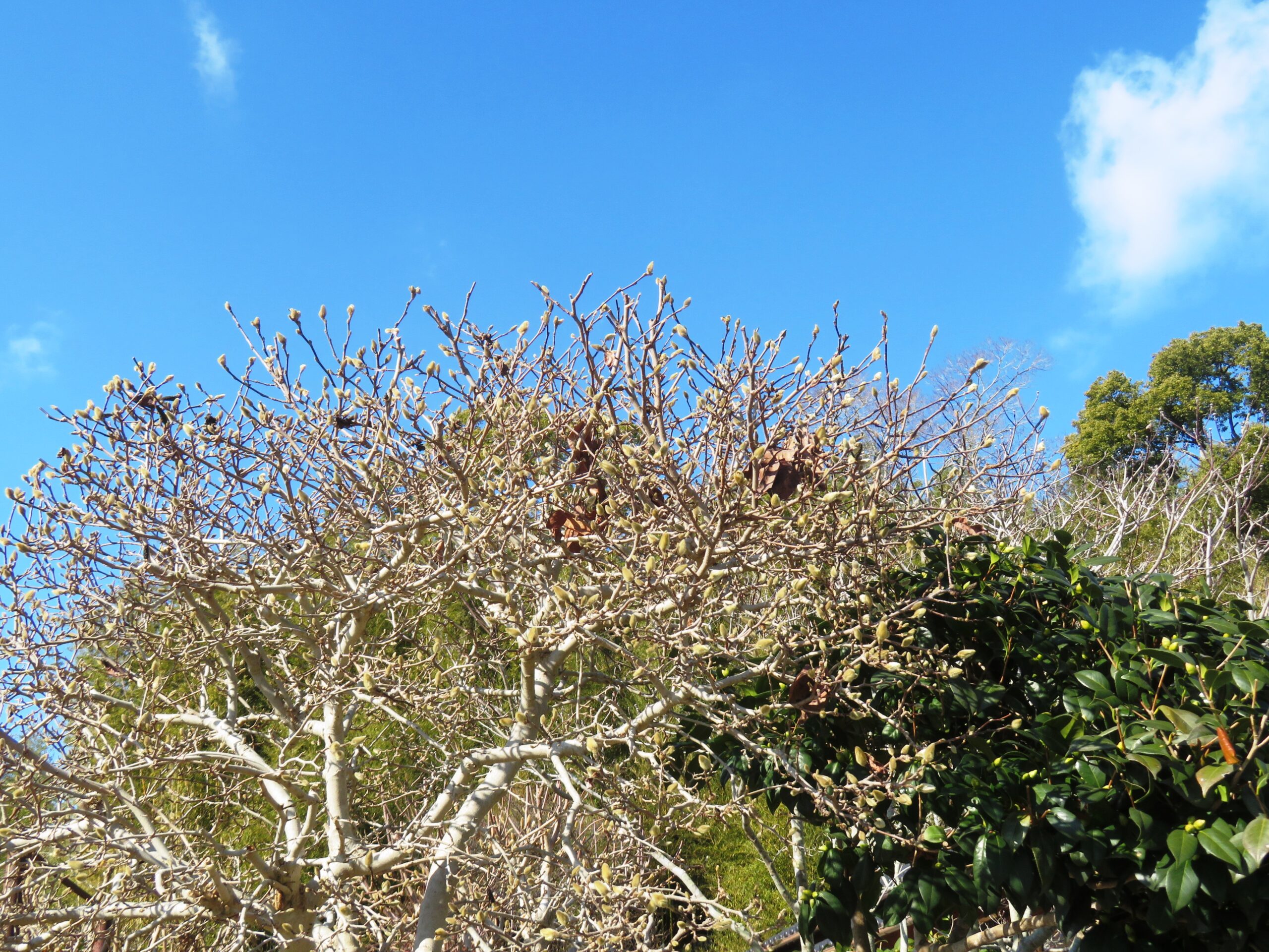 コブシ（辛夷）と椿の蕾