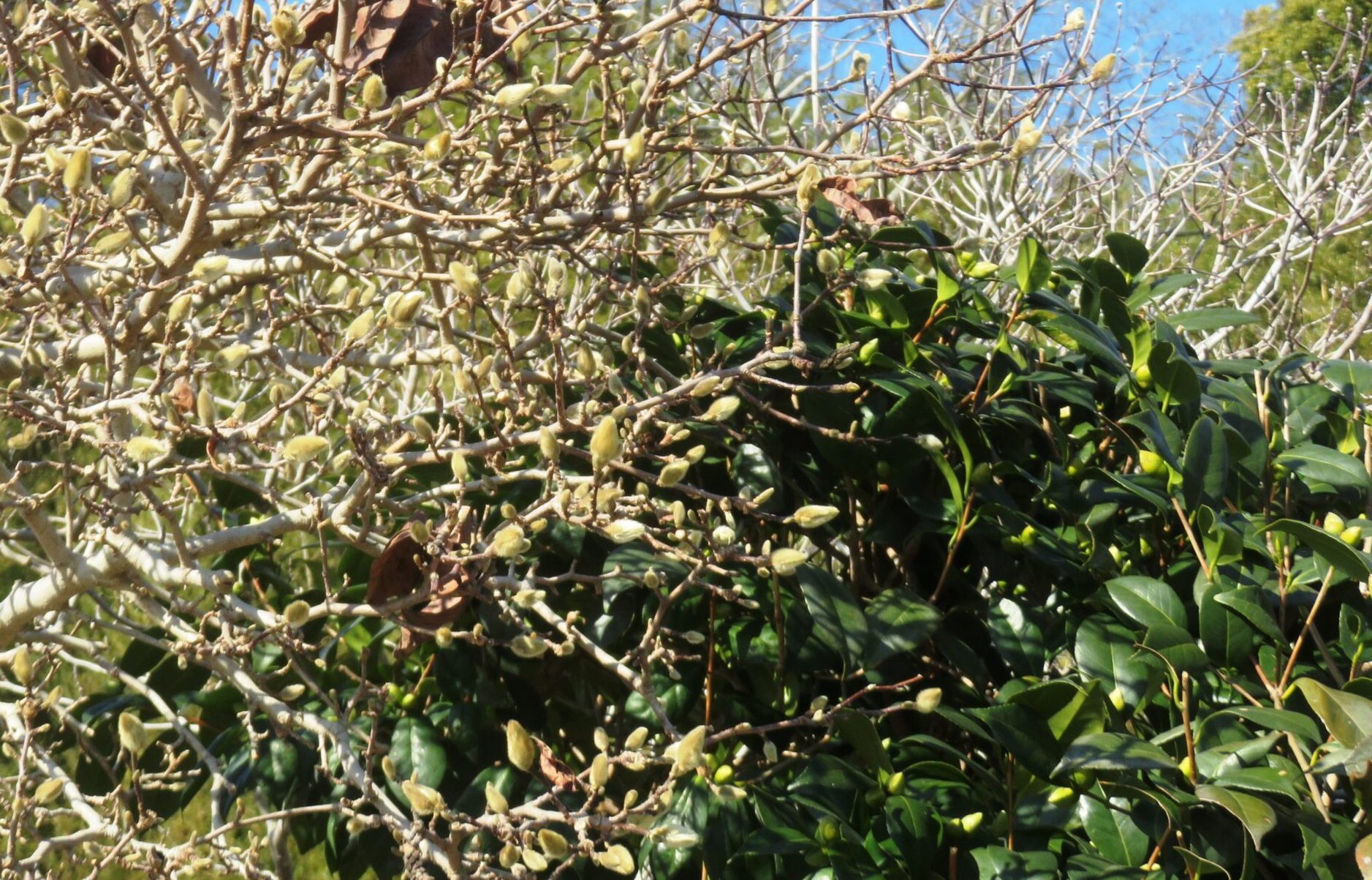 コブシ（辛夷）と椿の蕾